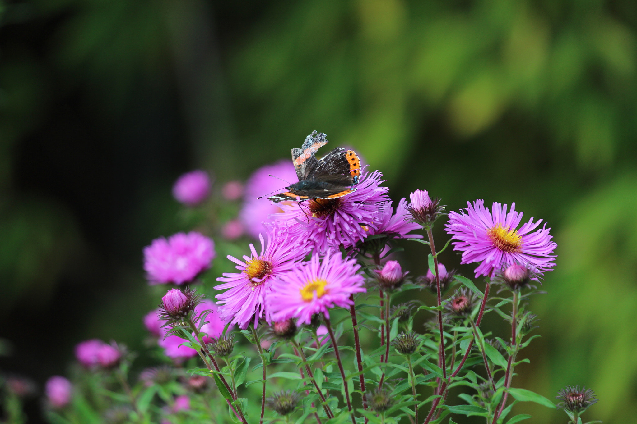 Canon EOS 650D (EOS Rebel T4i / EOS Kiss X6i) + Canon EF 70-200mm F4L IS USM sample photo. Broken butterfly in our garden photography