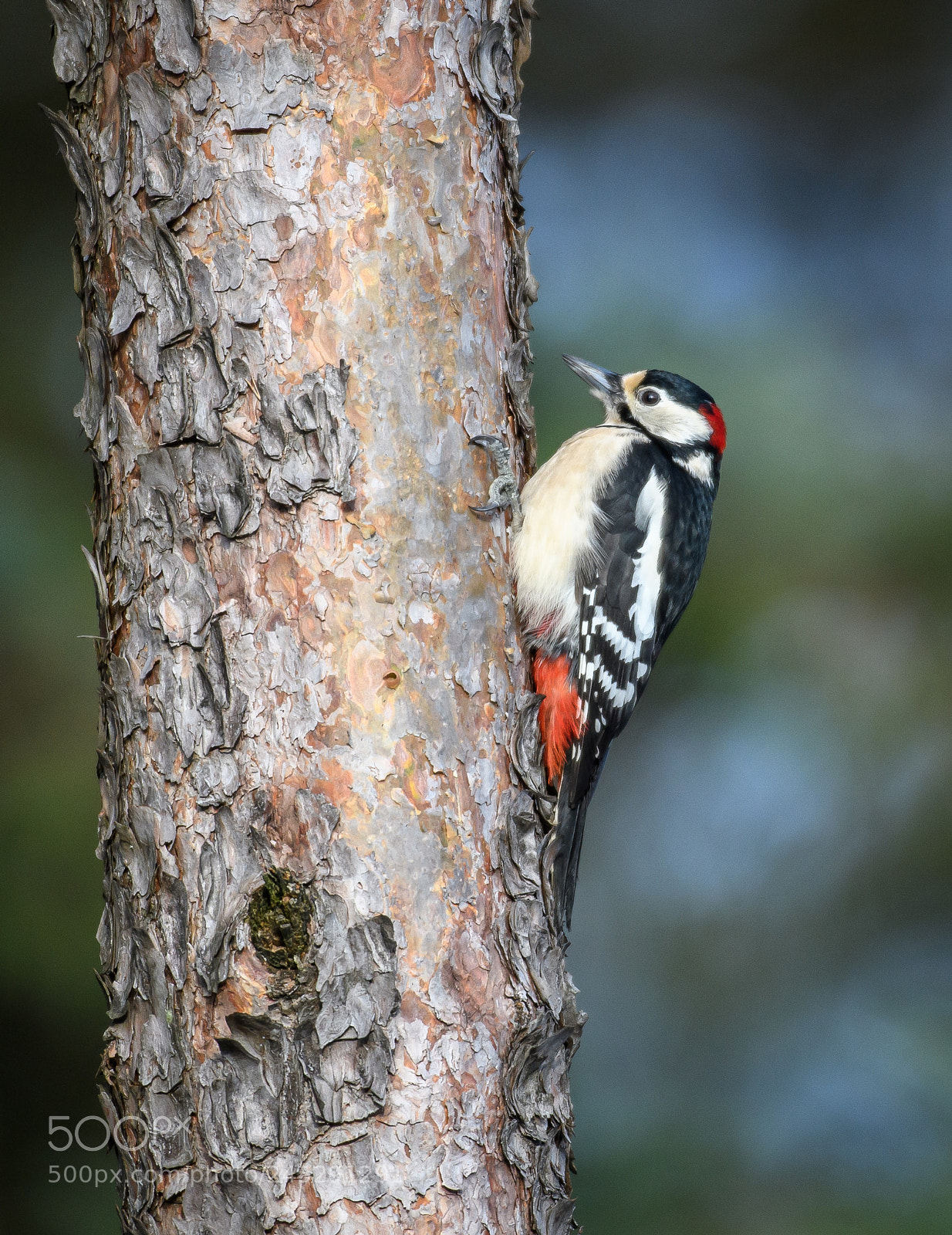 Nikon D500 sample photo. Great spotted woodpecker photography