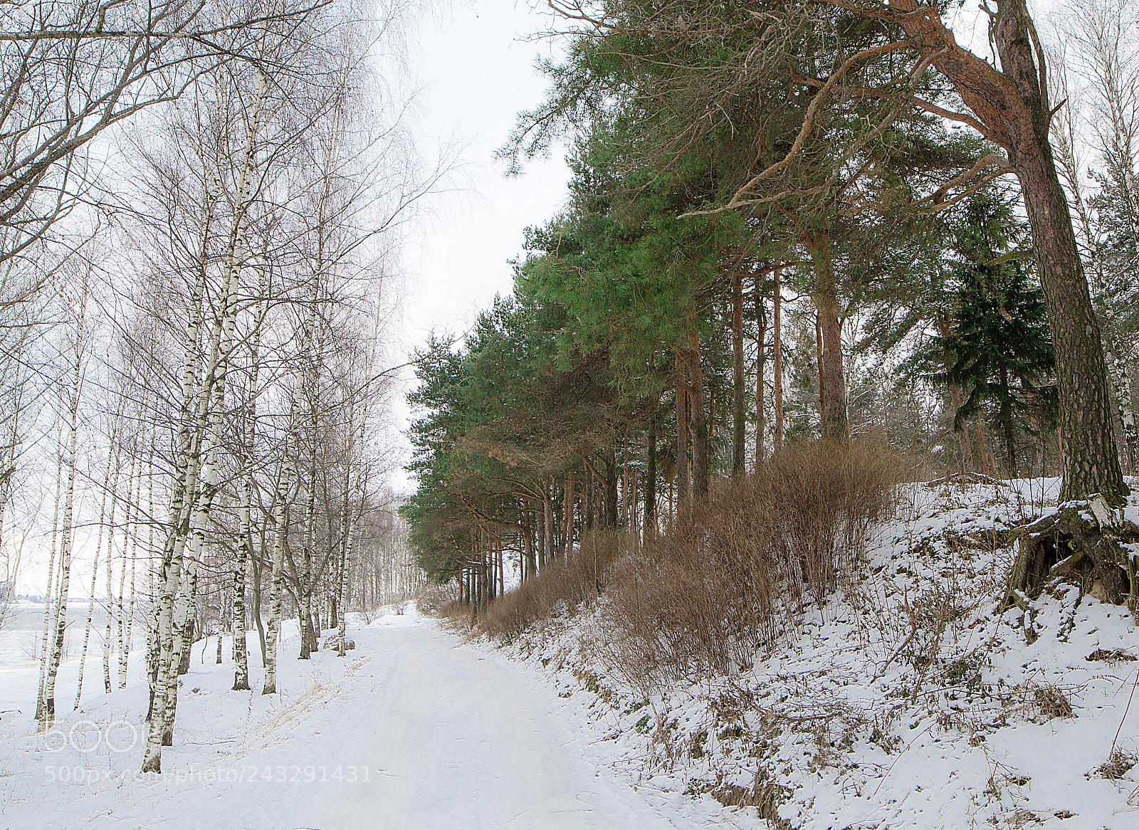 Nikon D3100 sample photo. Winter forest photography