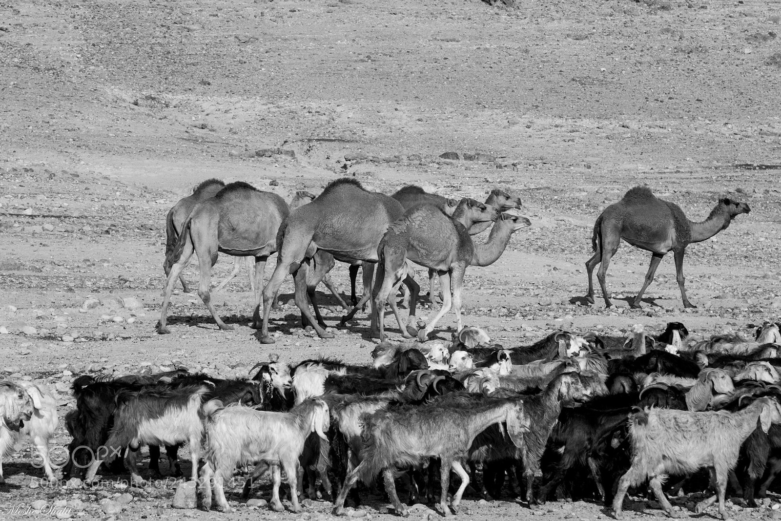 Canon EOS 7D Mark II sample photo. Convoy of camels photography