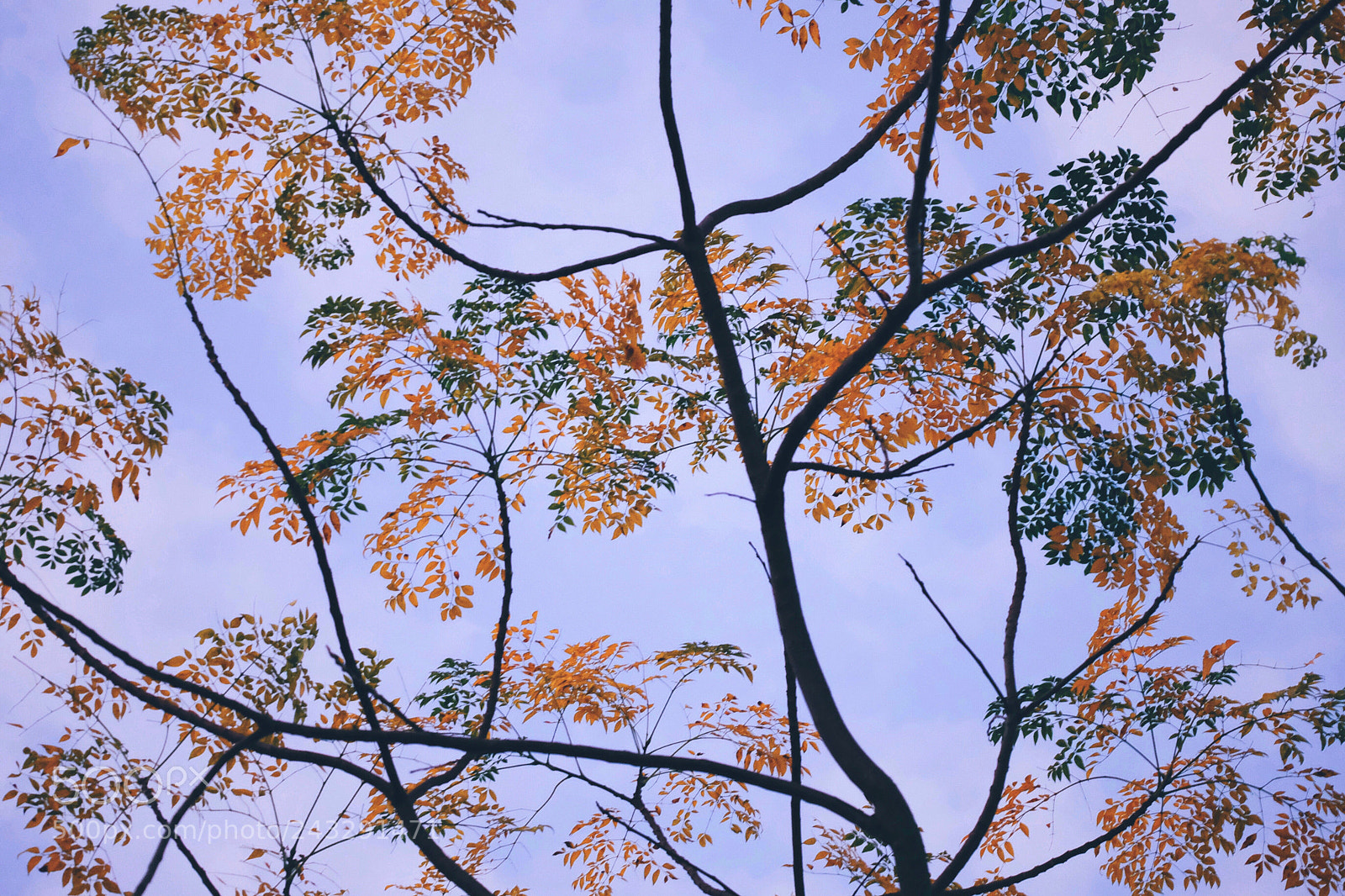 Fujifilm X-T20 sample photo. 叶 photography