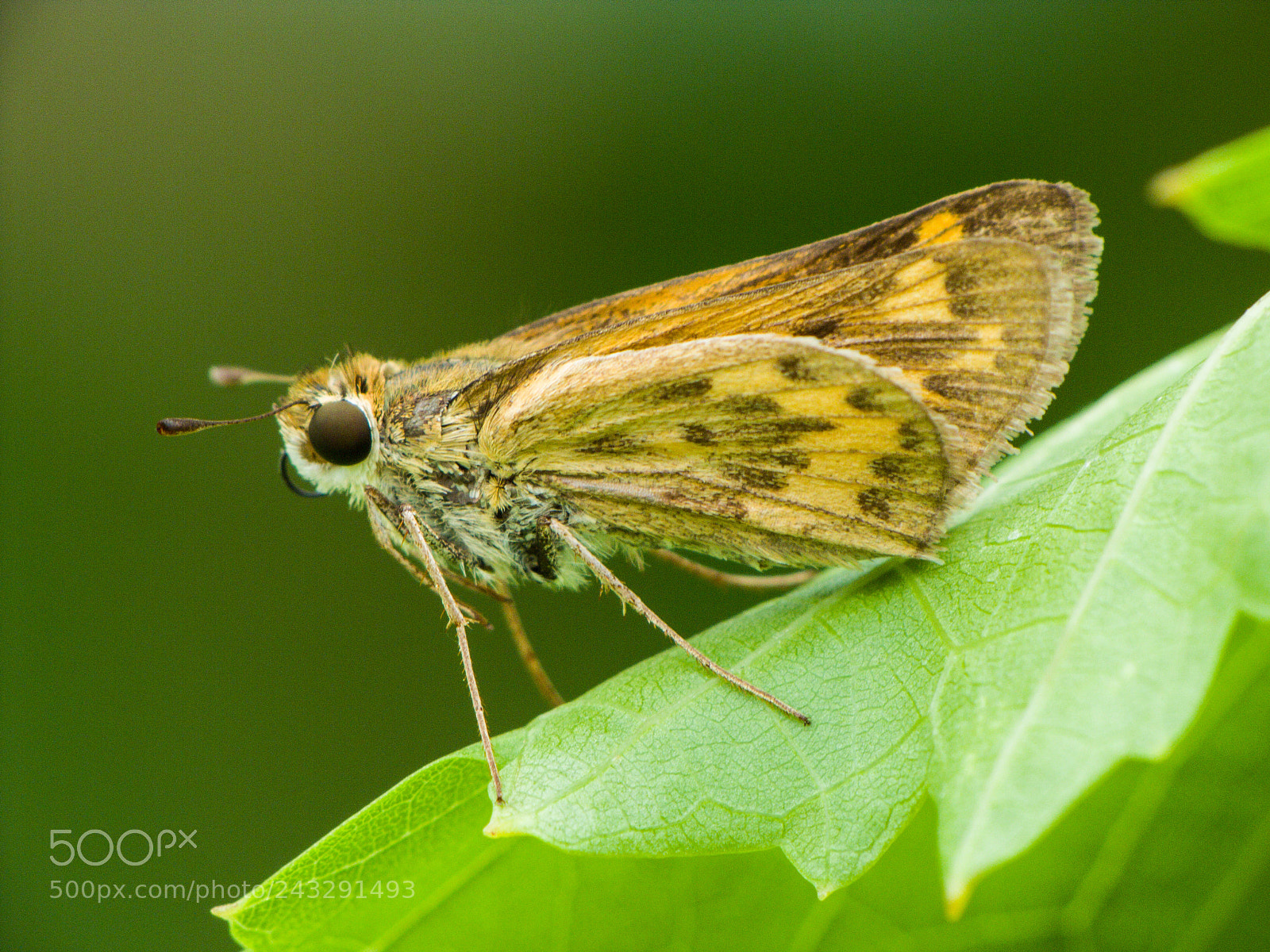 Canon PowerShot SX20 IS sample photo. Fiery skipper photography