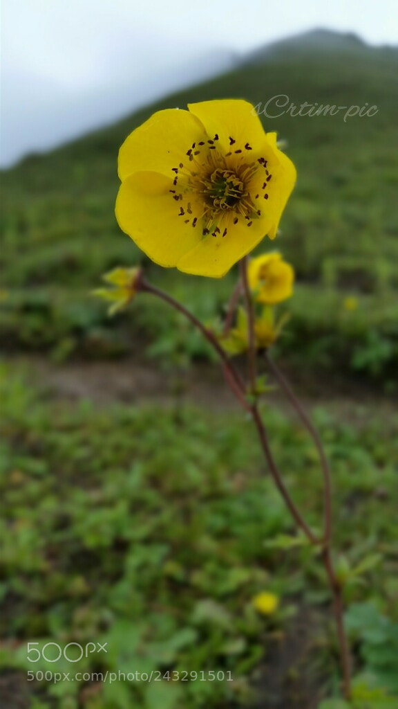 Samsung Galaxy S5 sample photo. A blossoming soul. photography