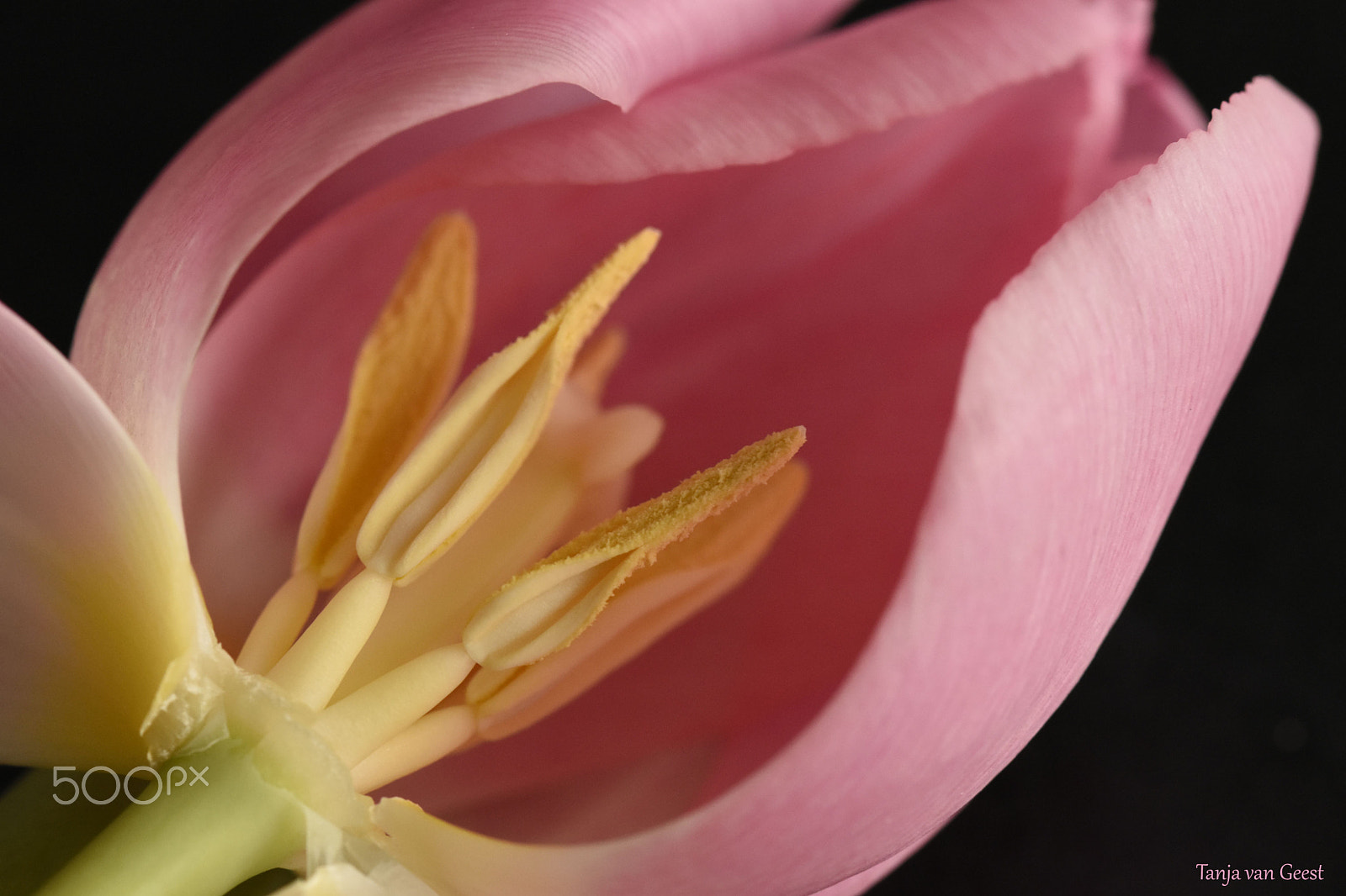 Nikon D5500 + Sigma 105mm F2.8 EX DG OS HSM sample photo. Tulip photography