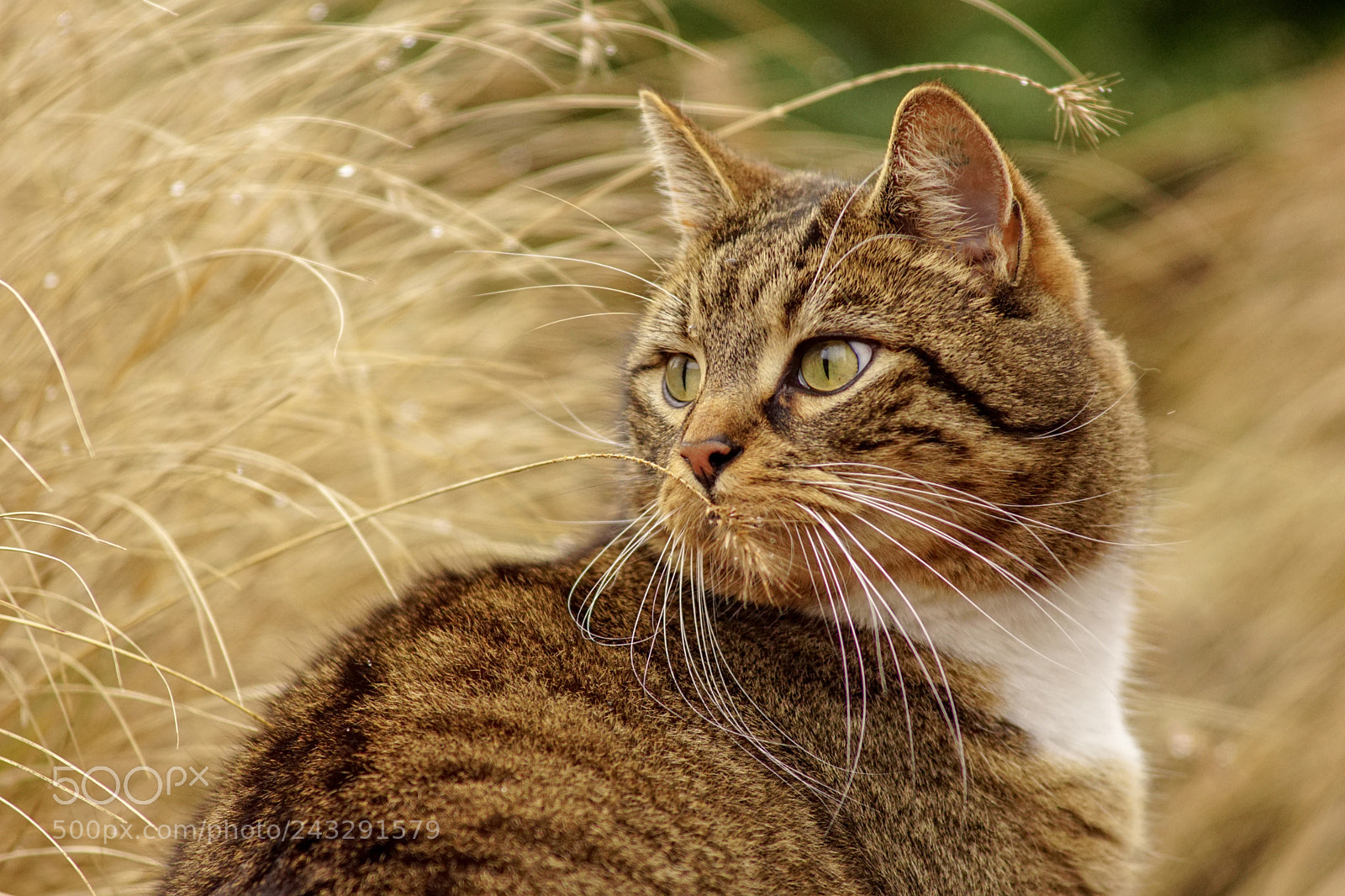 Sony ILCA-77M2 sample photo. A cat portrait photography