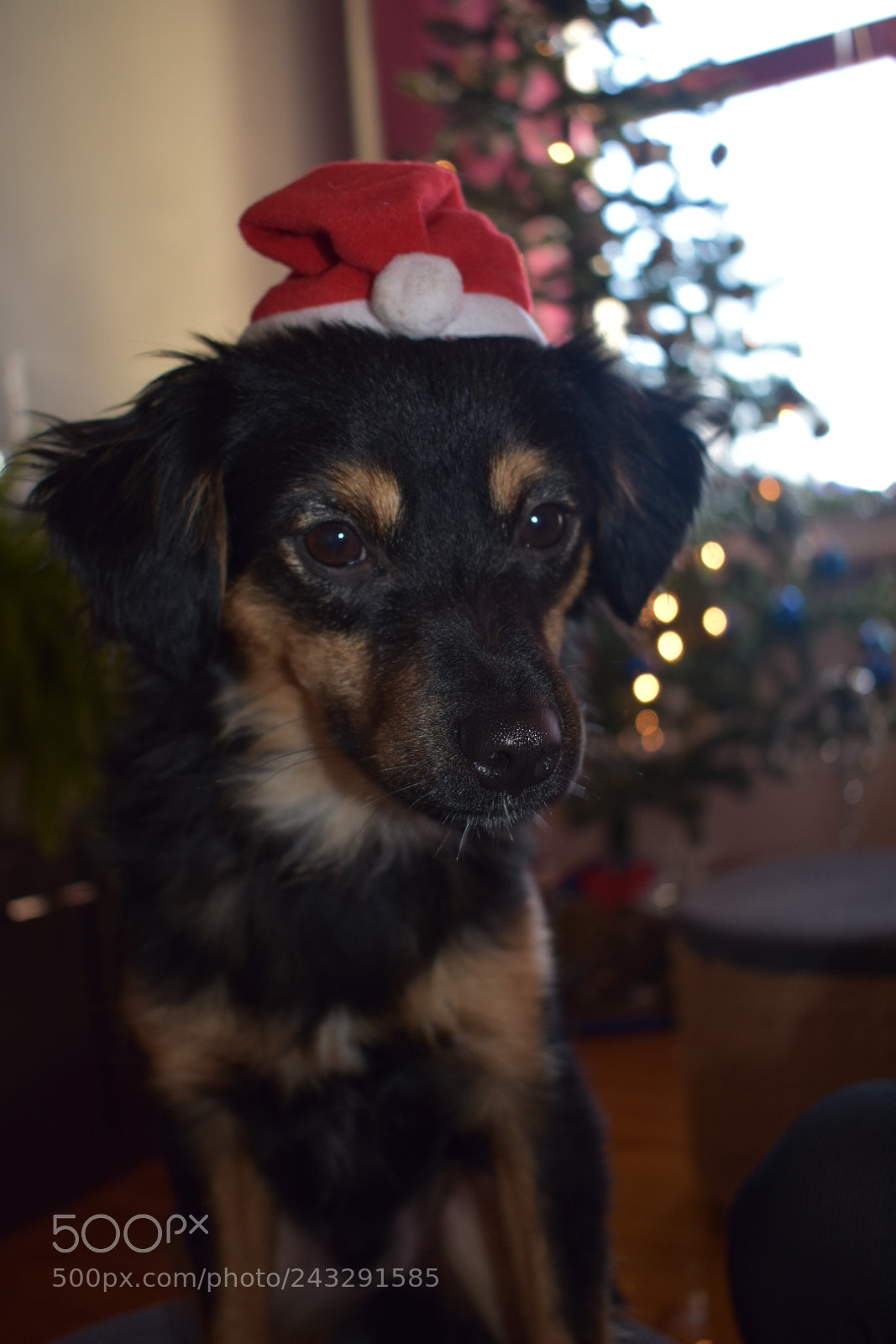 Nikon D3400 sample photo. Ho-ho-ho! photography