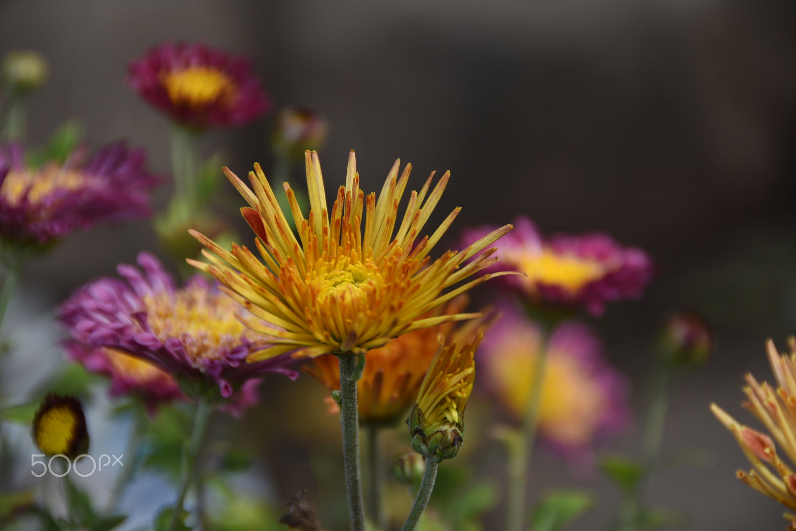 Nikon D7200 sample photo. The earth laughs in flowers photography