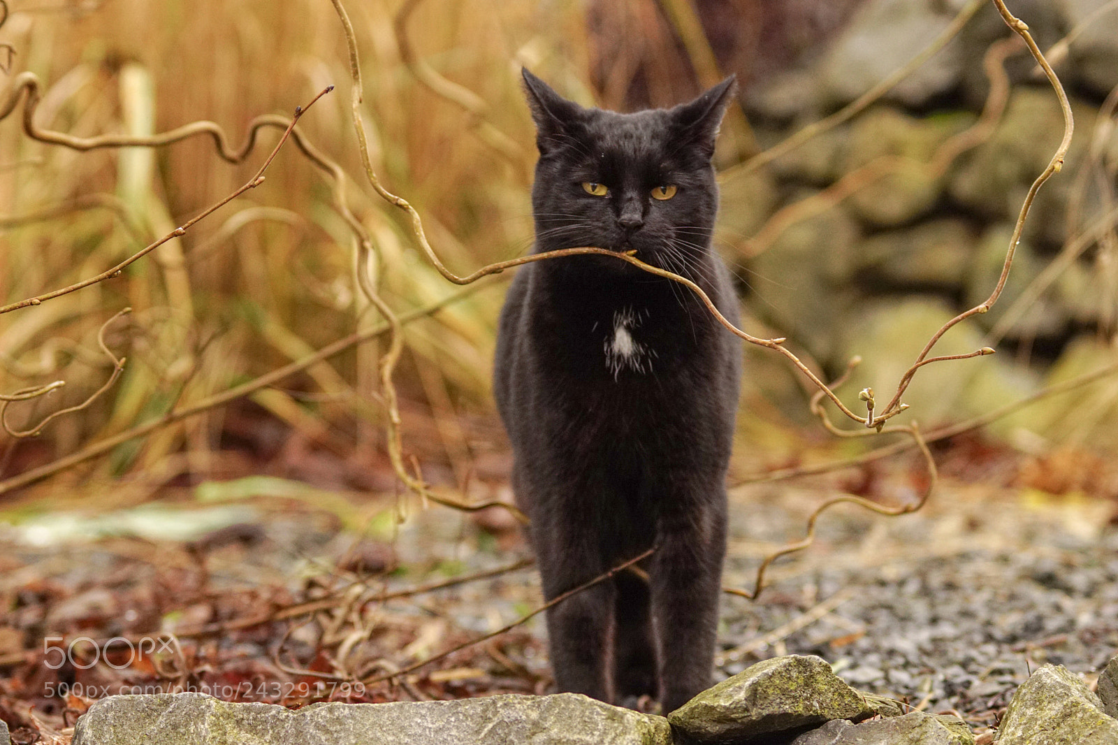 Sony ILCA-77M2 sample photo. My little black beauty photography