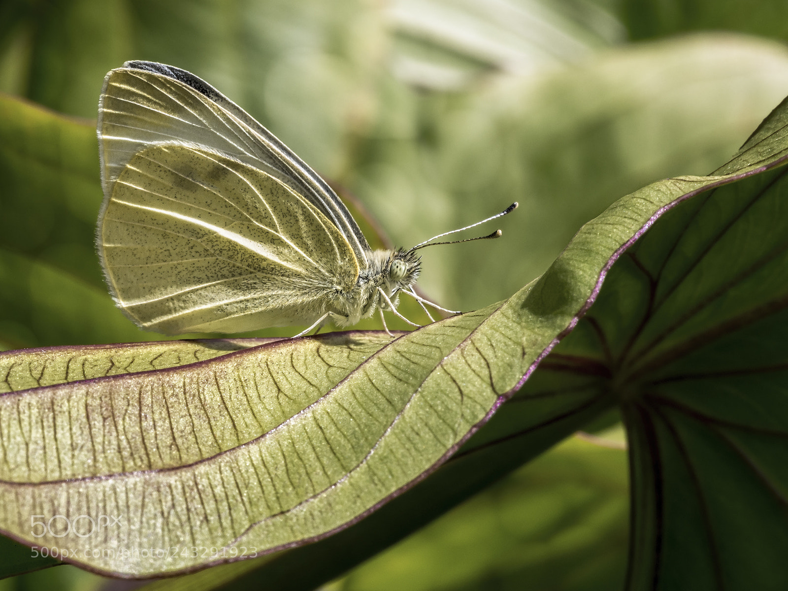 Olympus OM-D E-M5 sample photo. White butterfly #4 photography