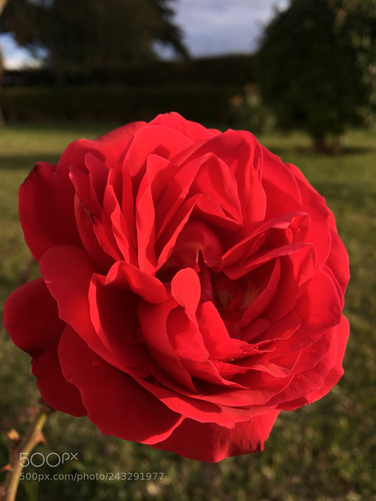 Apple iPhone 6s sample photo. Untitled photography