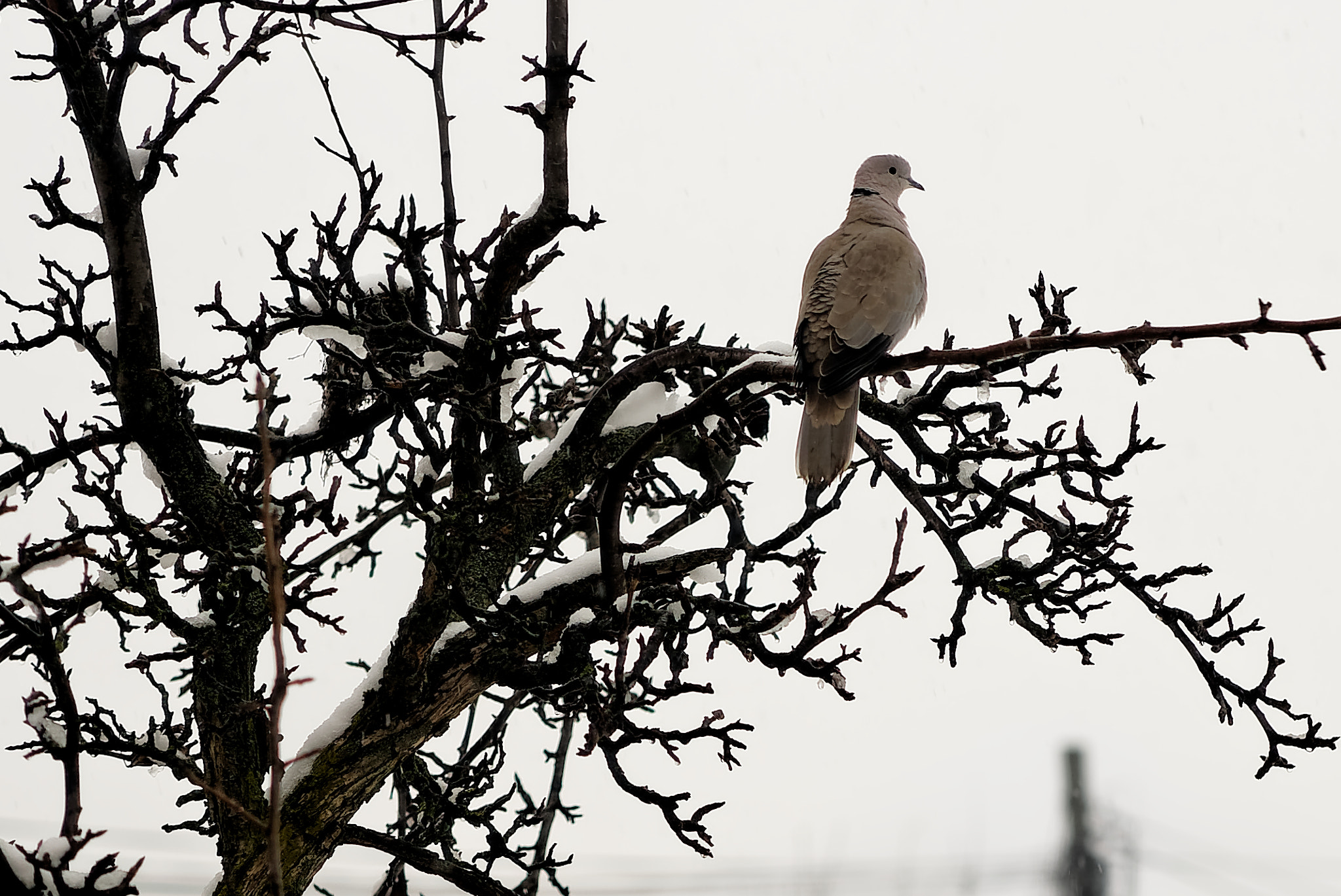 Sony a7 II + ZEISS Batis 85mm F1.8 sample photo. Wet white winter photography