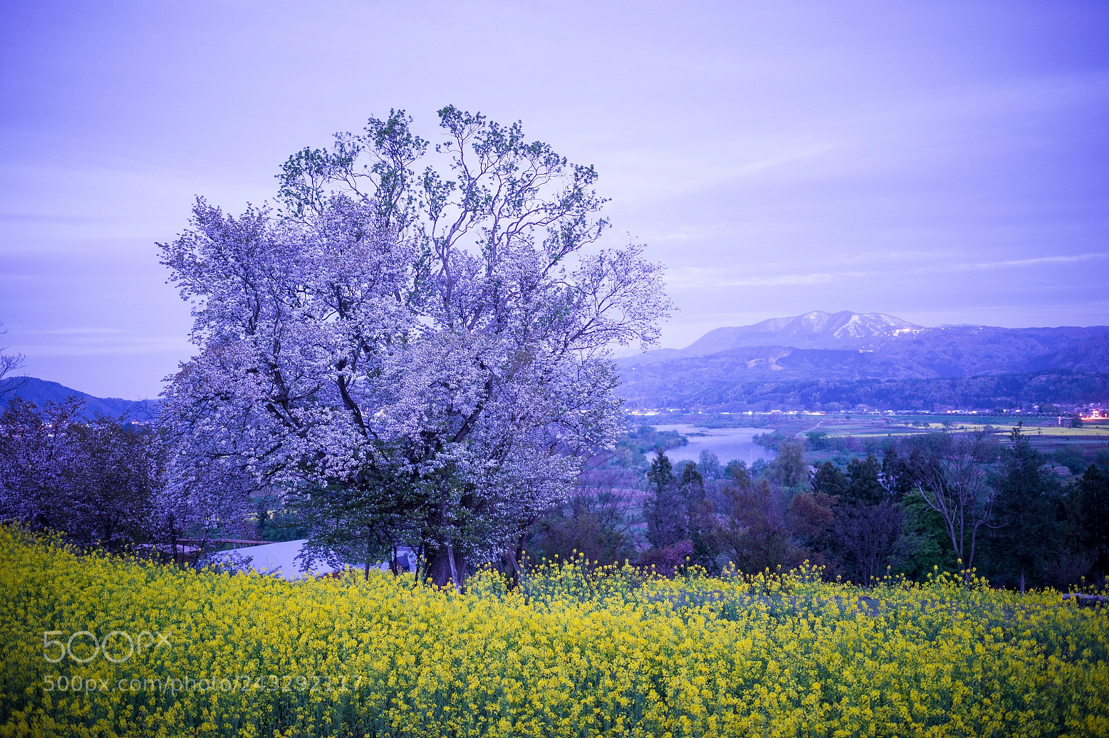Nikon D4 sample photo. Spring in japan photography