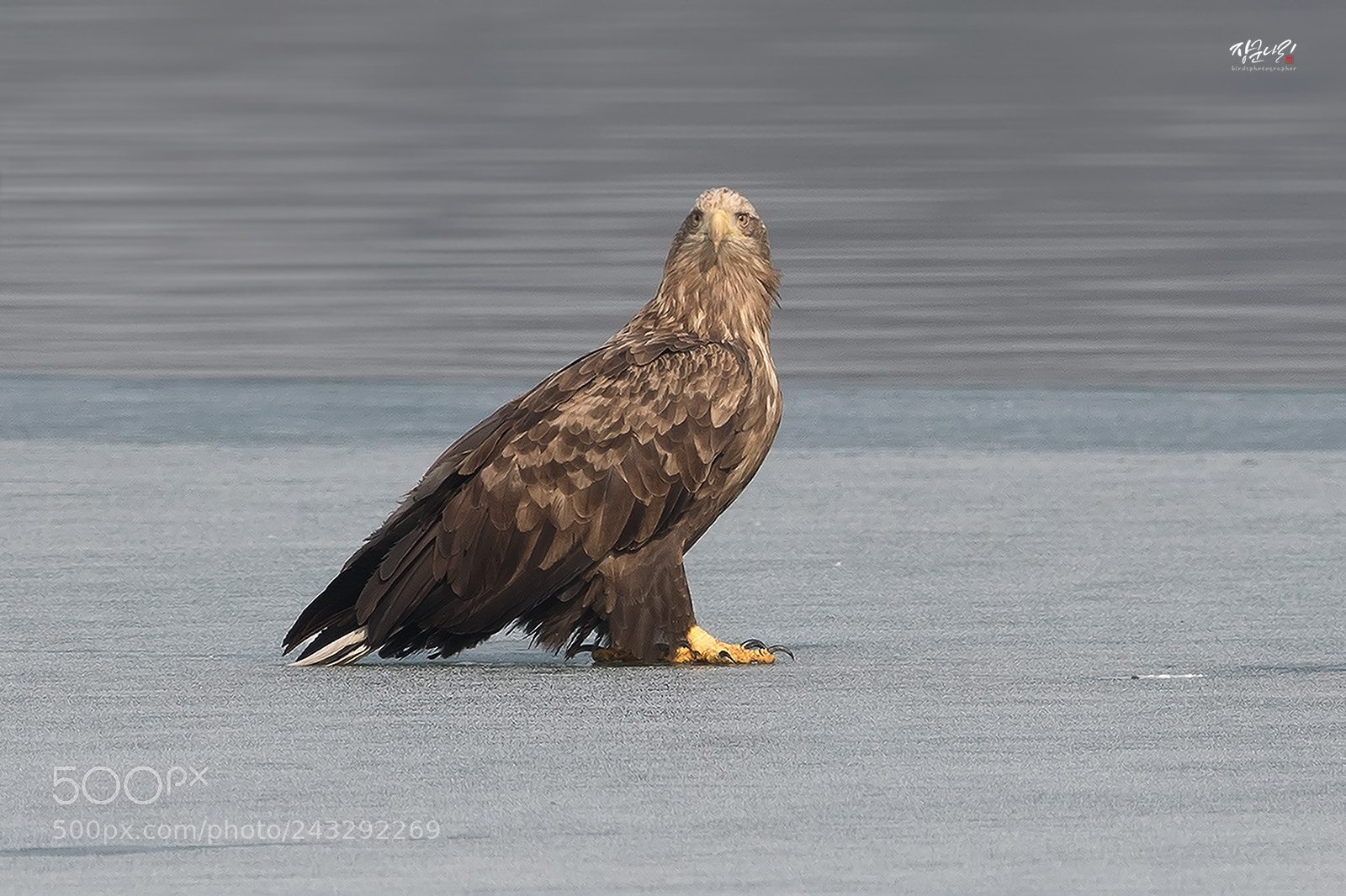 Canon EOS-1D X Mark II sample photo. White-tailed eagle photography