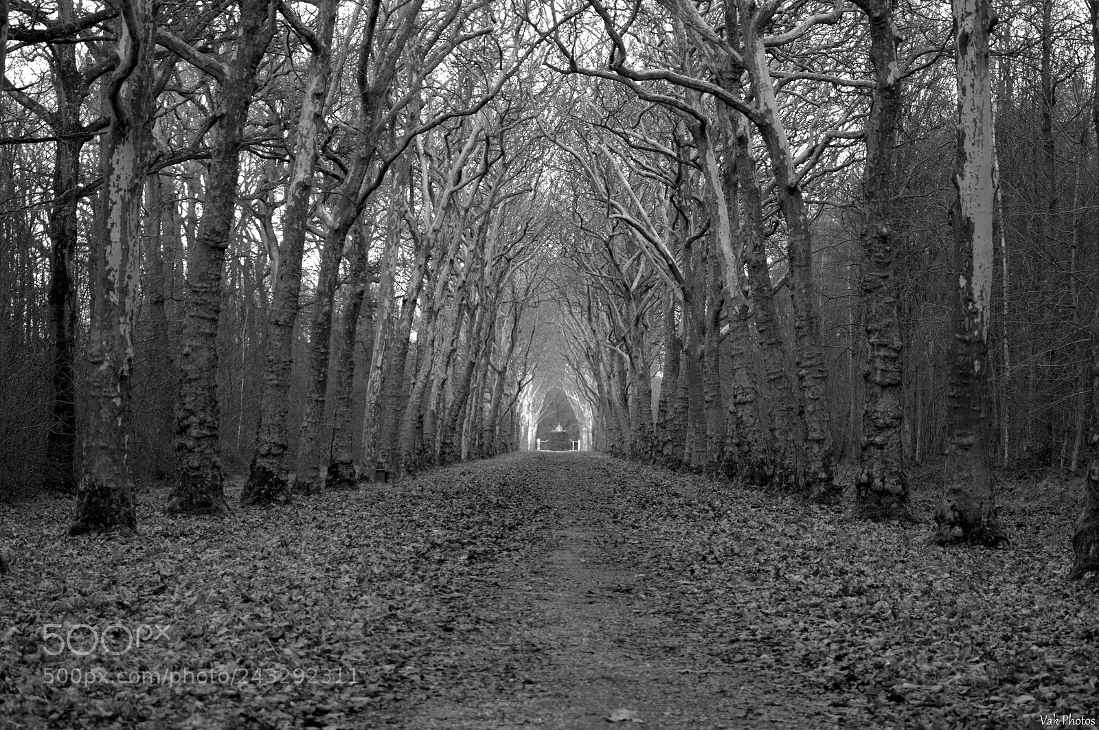 Nikon D3100 sample photo. Path in black and photography
