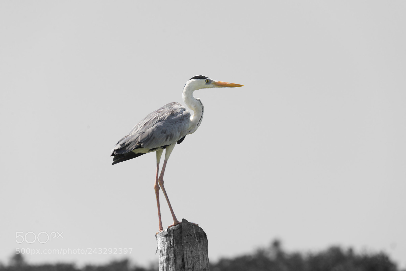 Nikon D600 sample photo. Heron, sri lanka photography