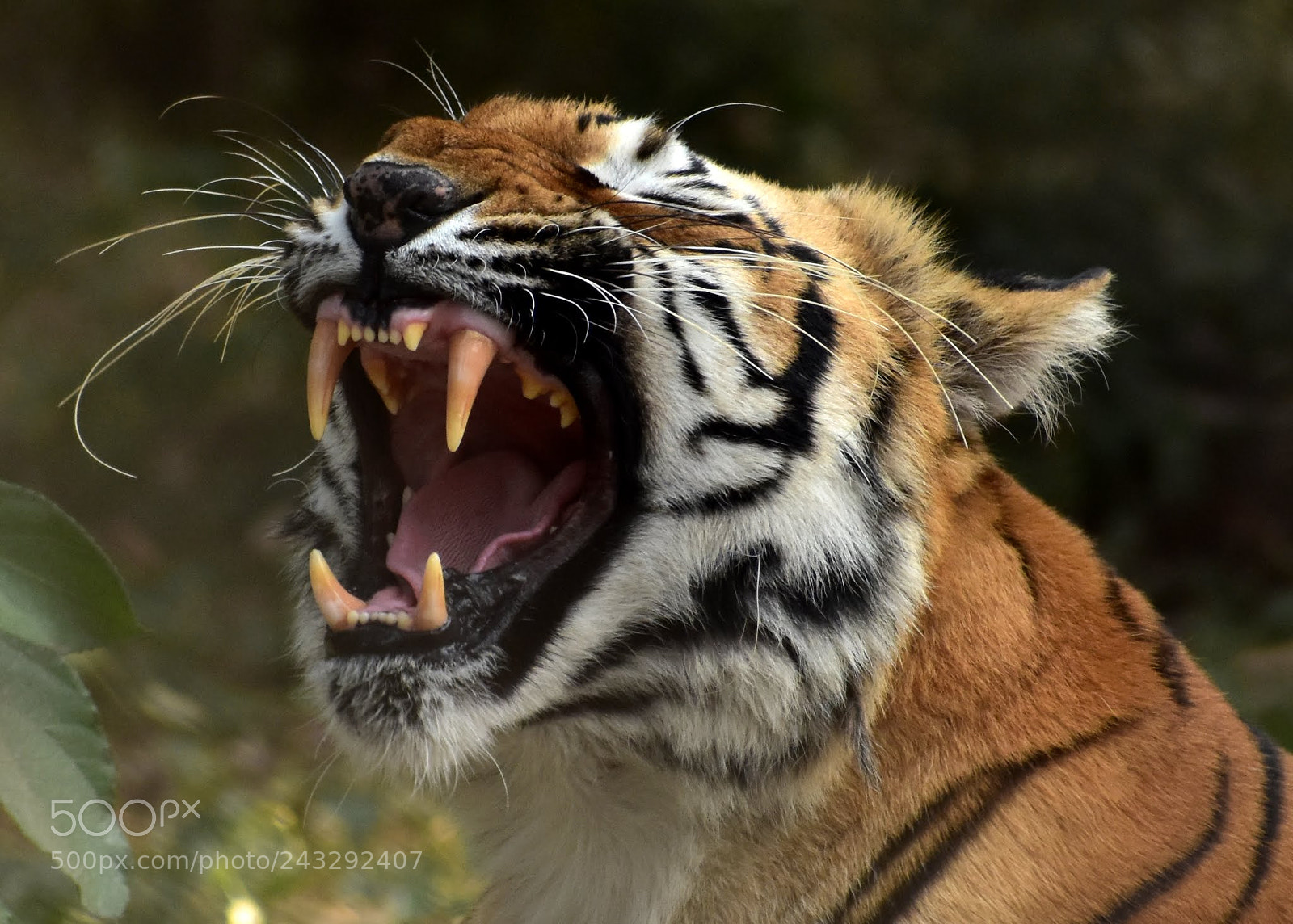 Nikon D7200 sample photo. Untitled photography
