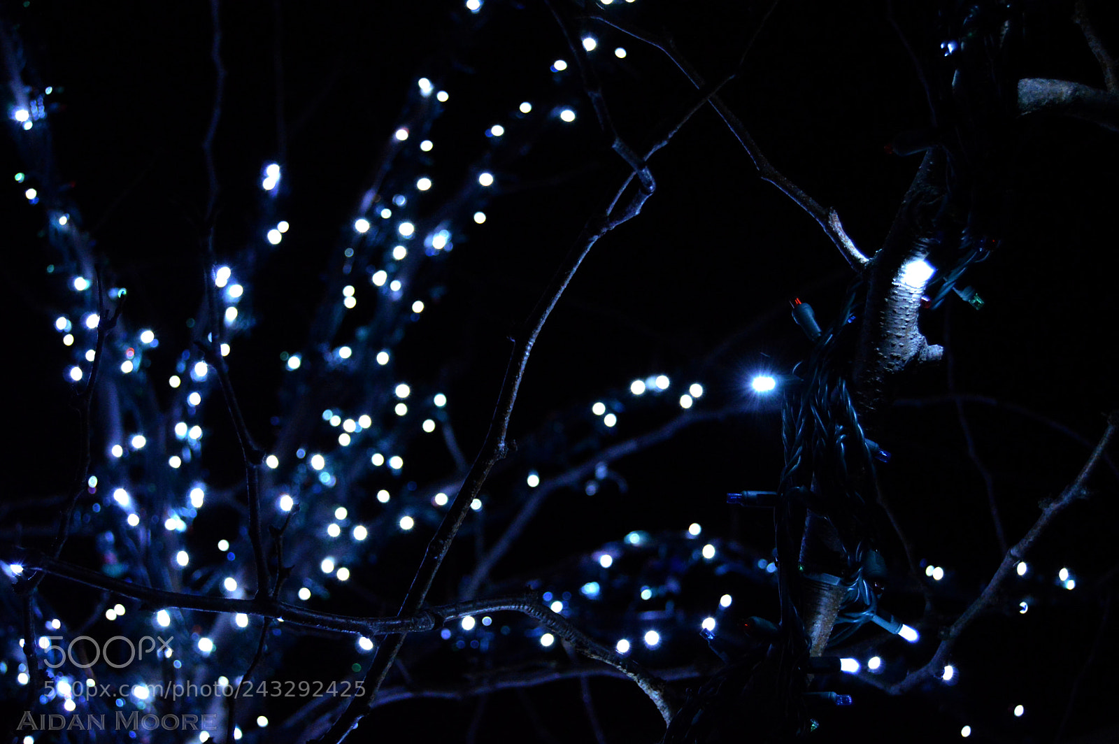 Nikon D3200 sample photo. Branch bokeh photography