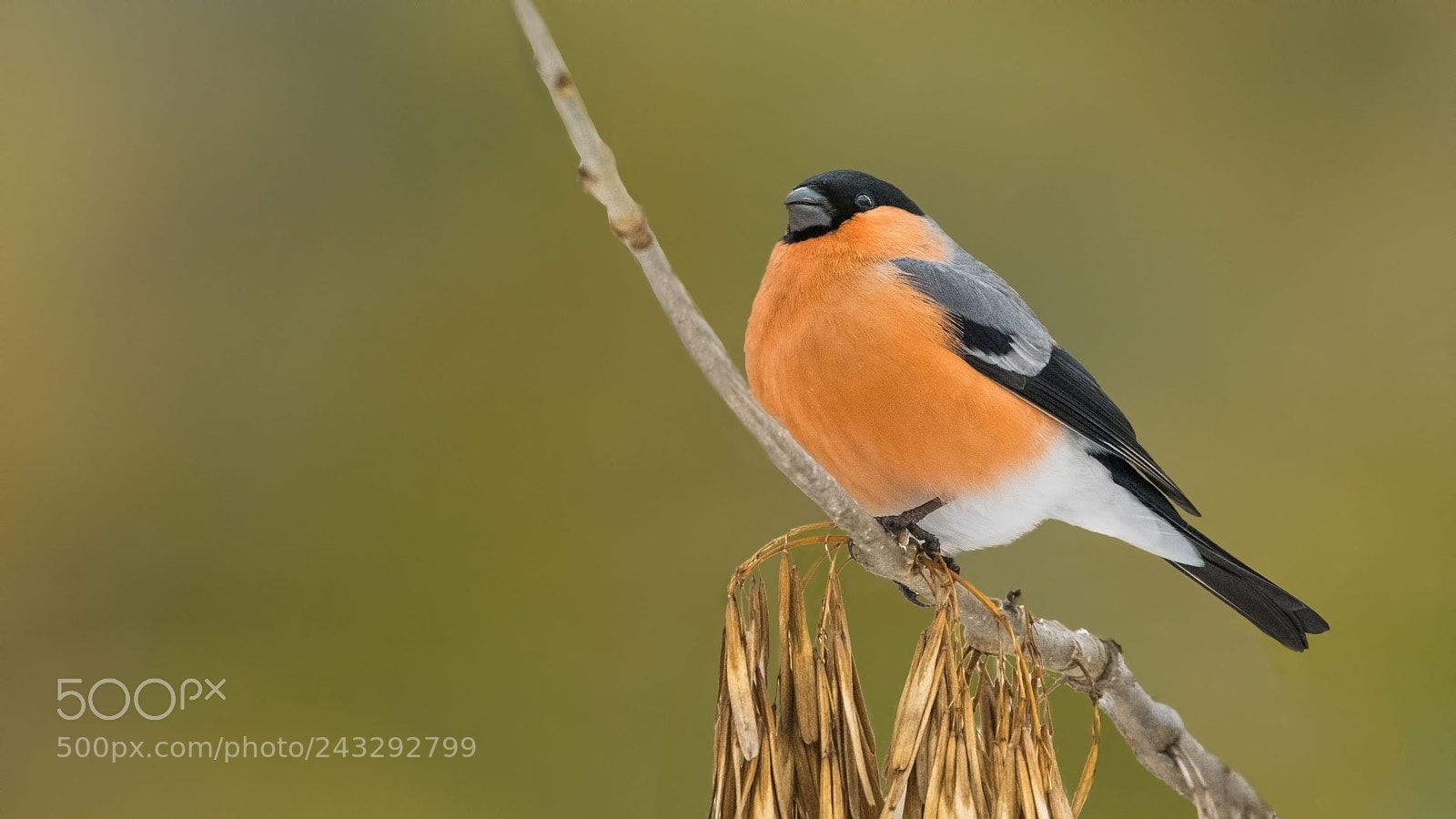 Nikon D500 sample photo. Bullfinch photography