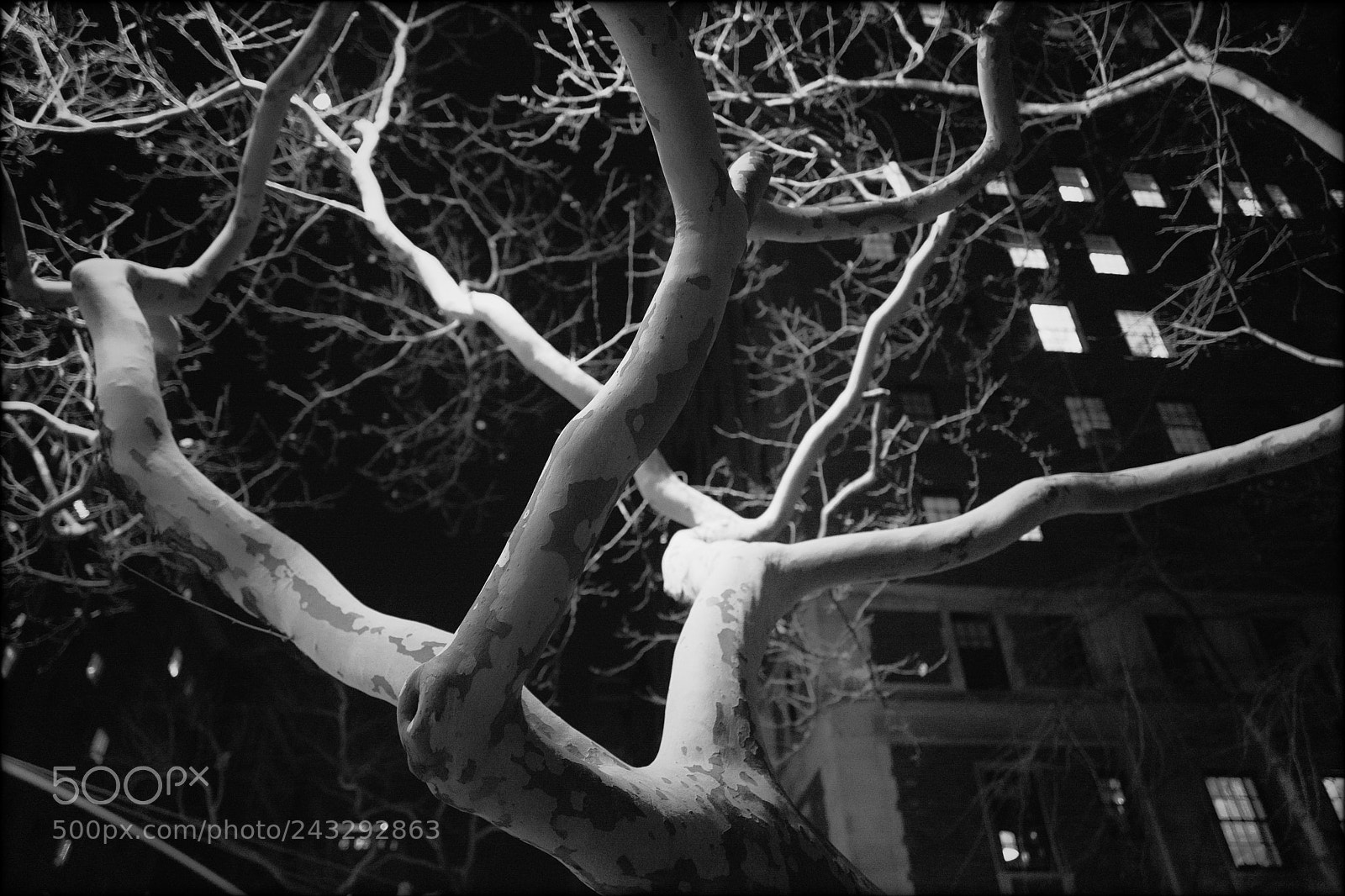 Leica Q (Typ 116) sample photo. Tree under streetlight photography