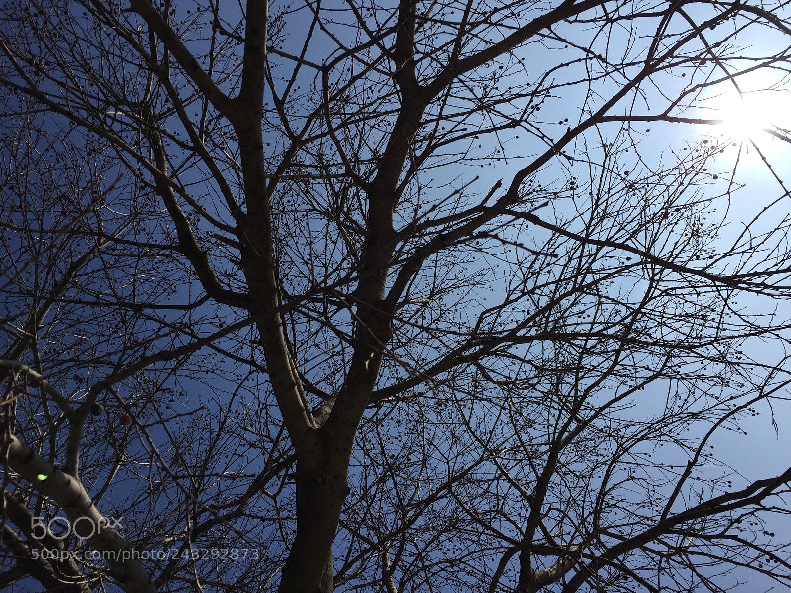 Apple iPhone 6 sample photo. Untitled photography