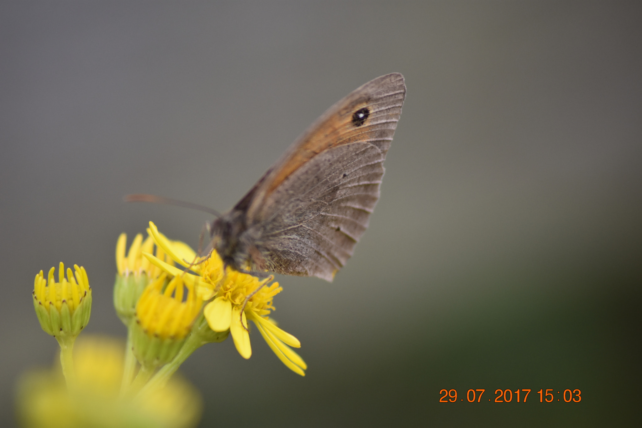Nikon D3400 + Sigma 70-300mm F4-5.6 APO DG Macro sample photo. Butterfly on a flower photography