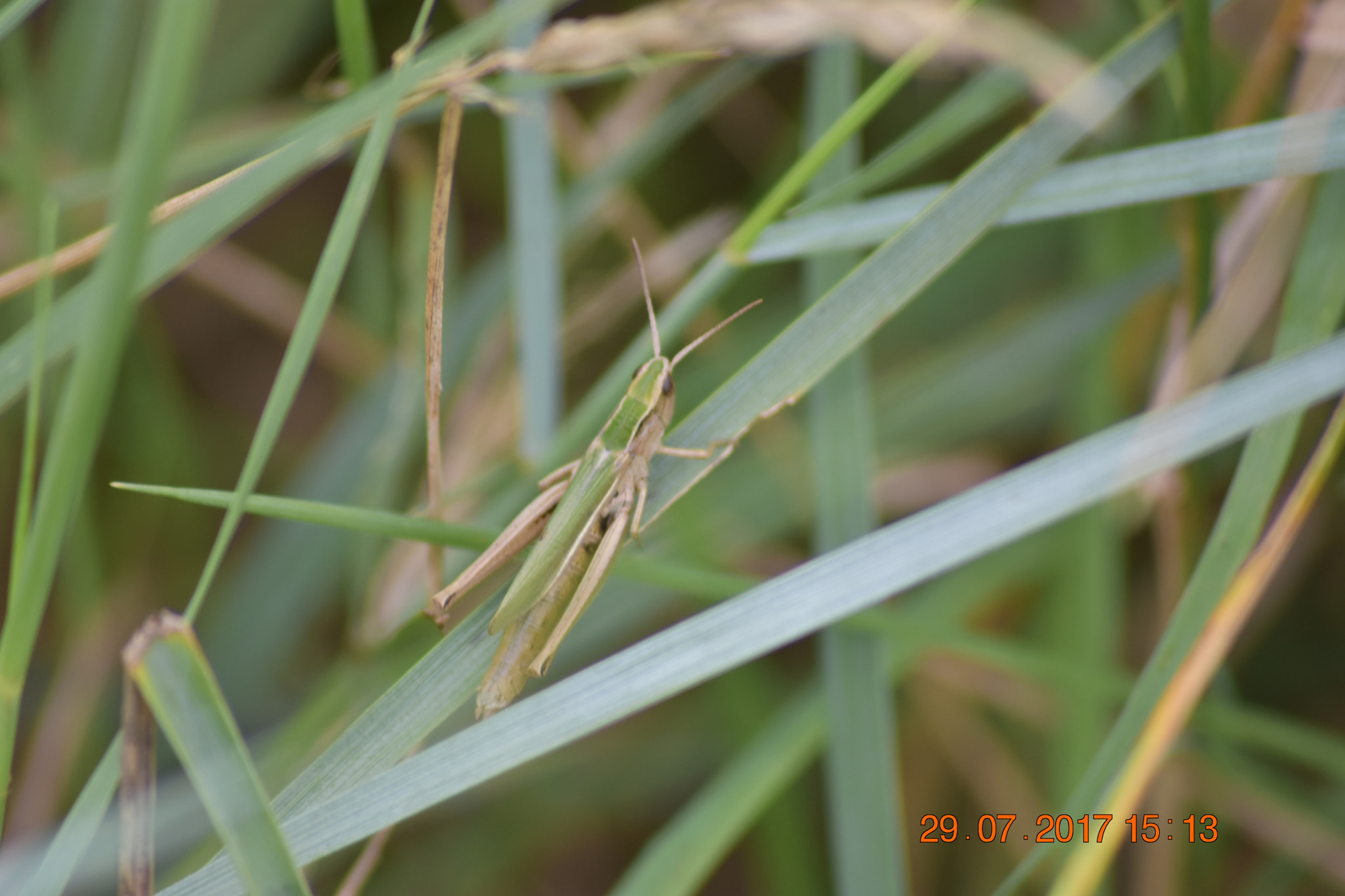 Sigma 70-300mm F4-5.6 APO DG Macro sample photo. Grasshopper photography
