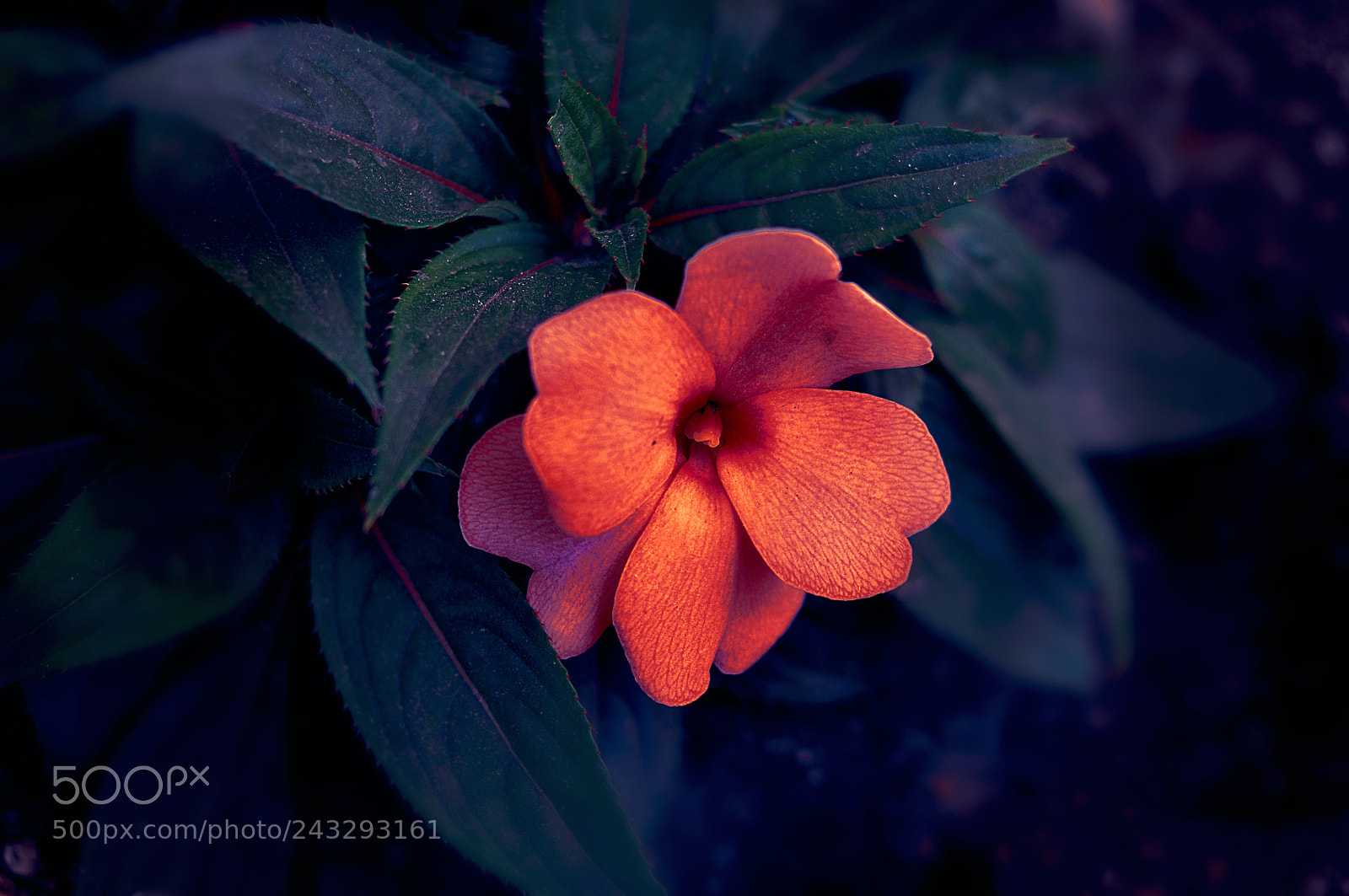 Nikon D300S sample photo. Цветочек photography