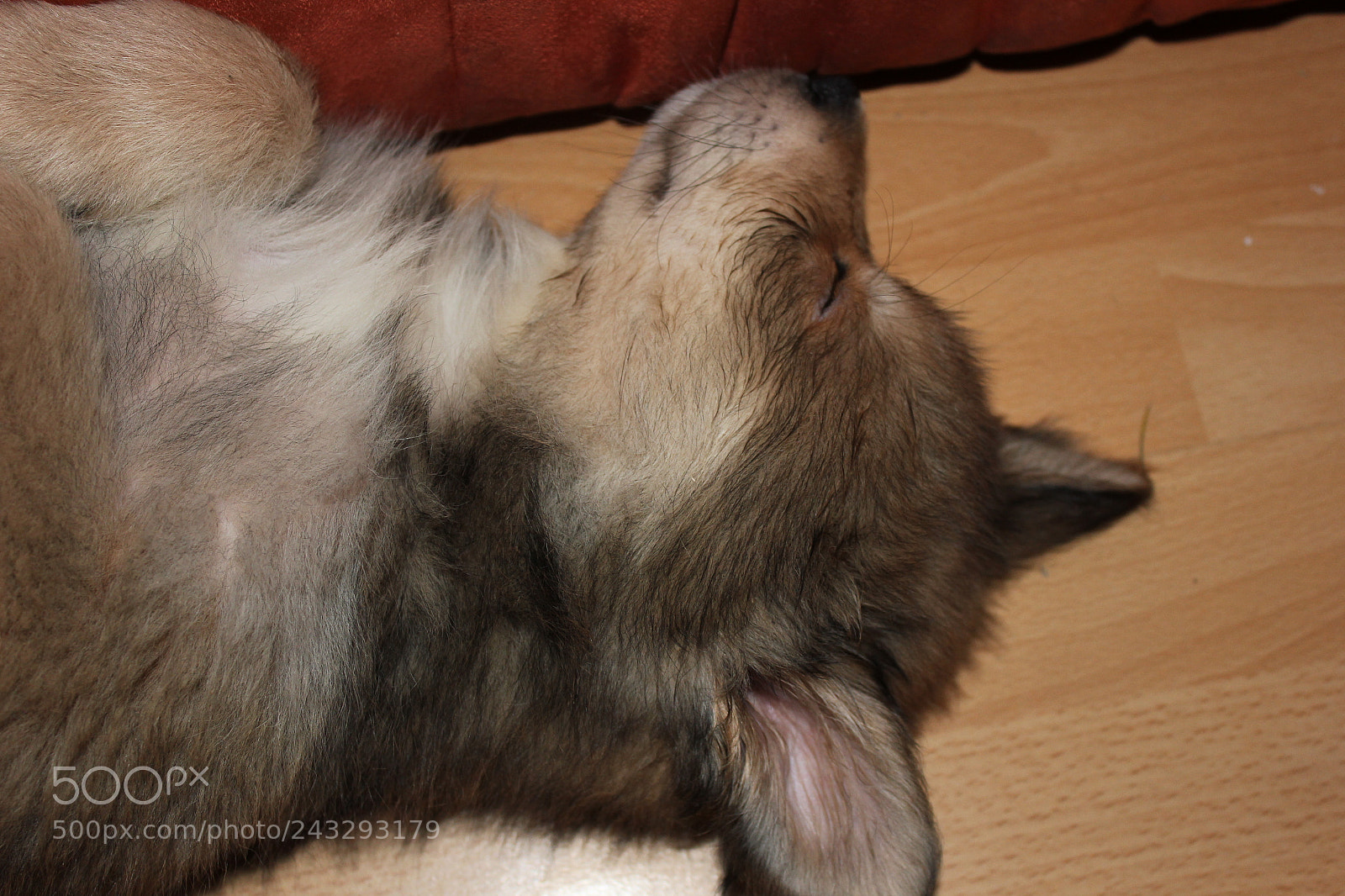 Canon EOS 550D (EOS Rebel T2i / EOS Kiss X4) sample photo. Schl fchen nach dem photography