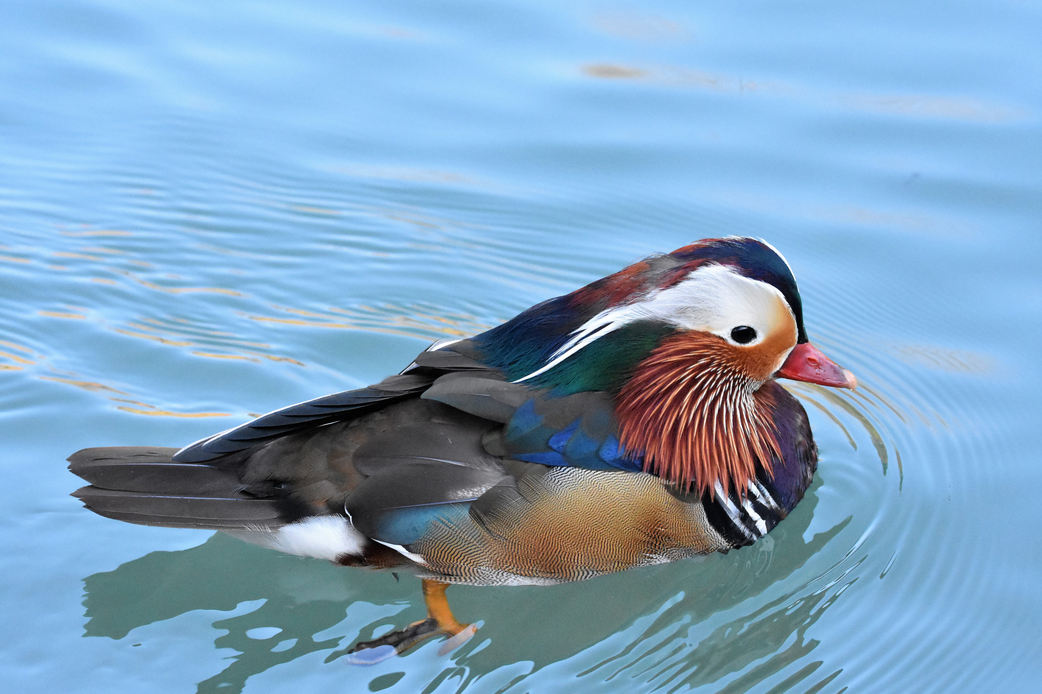 Nikon D7200 sample photo. Mandarin duck photography