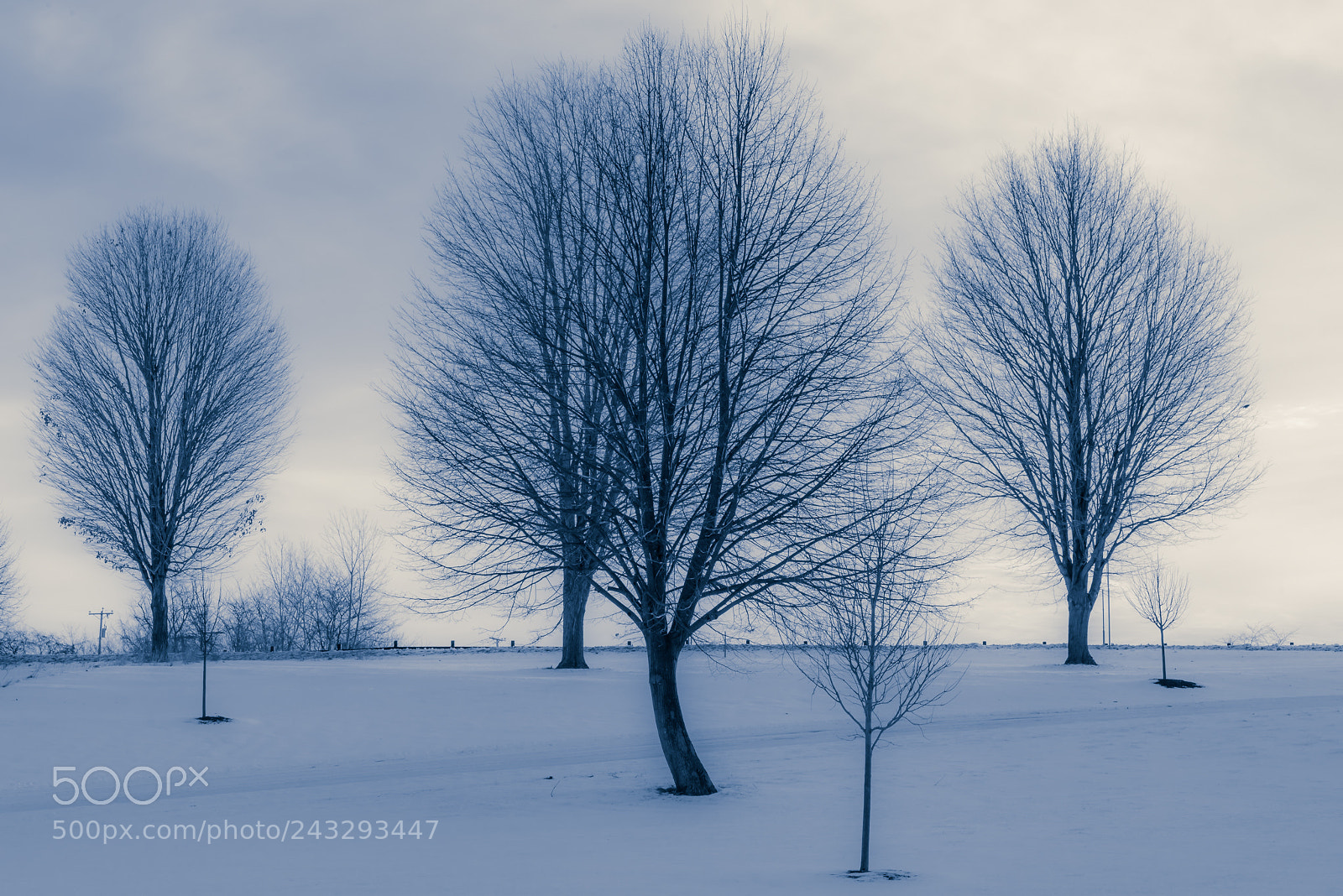 Nikon D810 sample photo. Bare trees in winter photography