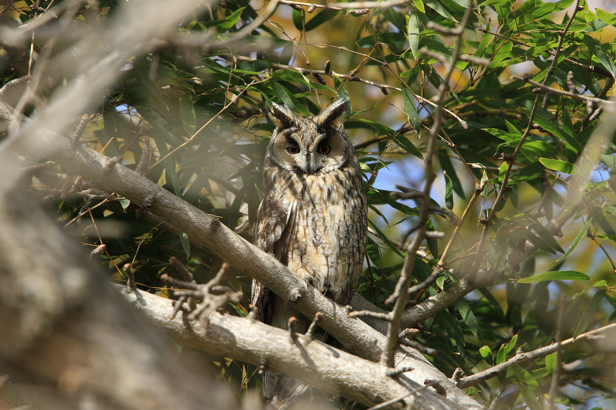Canon EF 400mm F2.8L IS USM sample photo. Long-eared owl トラフズク photography