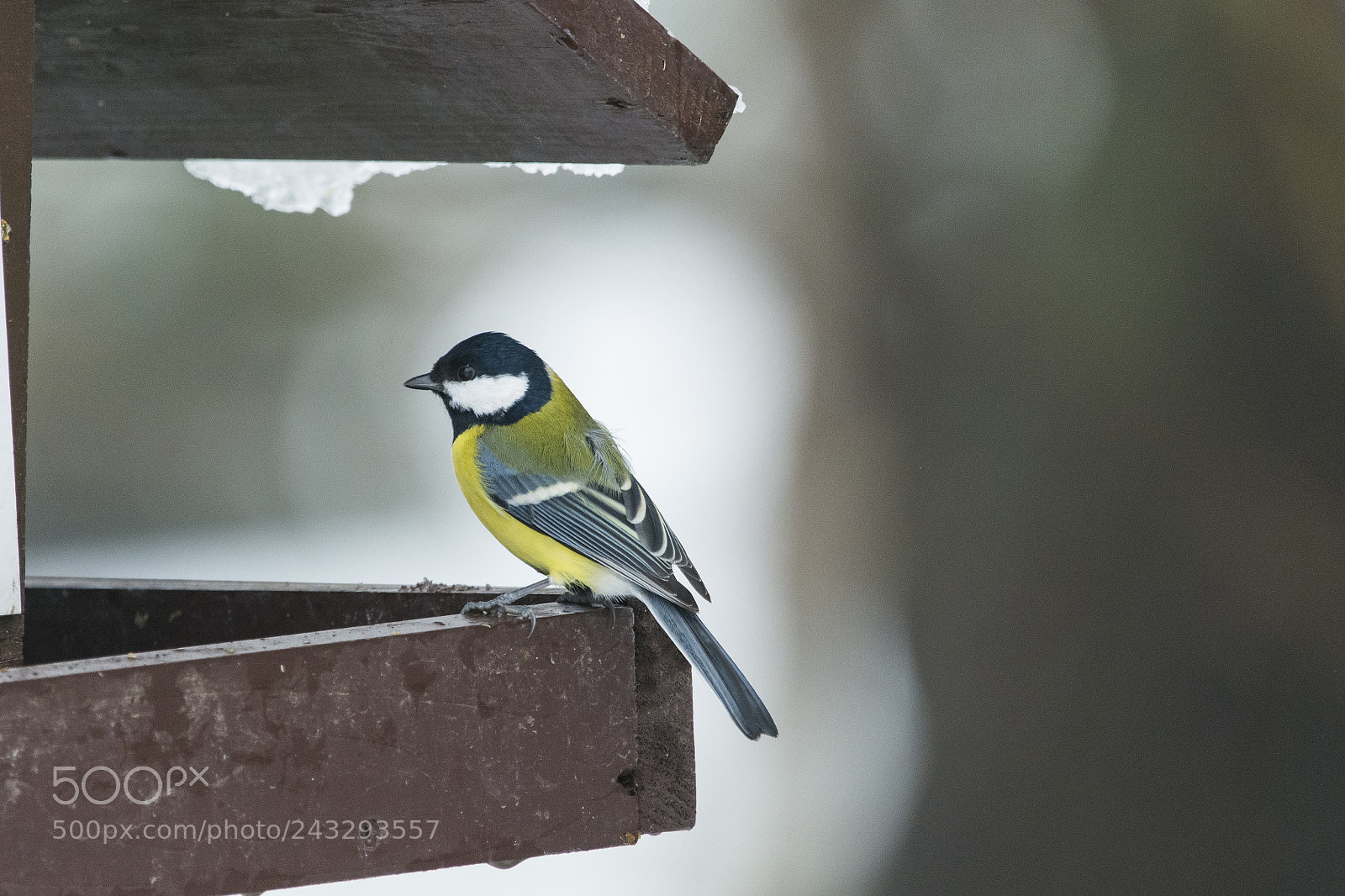Nikon D7100 sample photo. Great tit photography