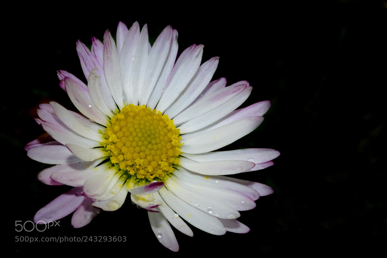 Pentax K-S2 sample photo. Macro flower photography