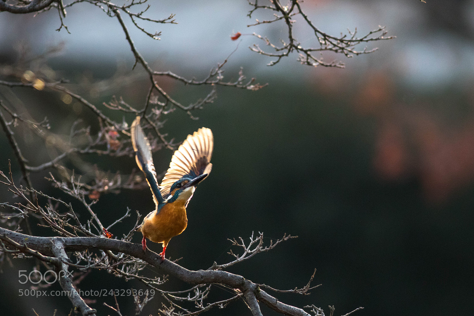 Canon EOS 7D Mark II sample photo. Golden wings photography