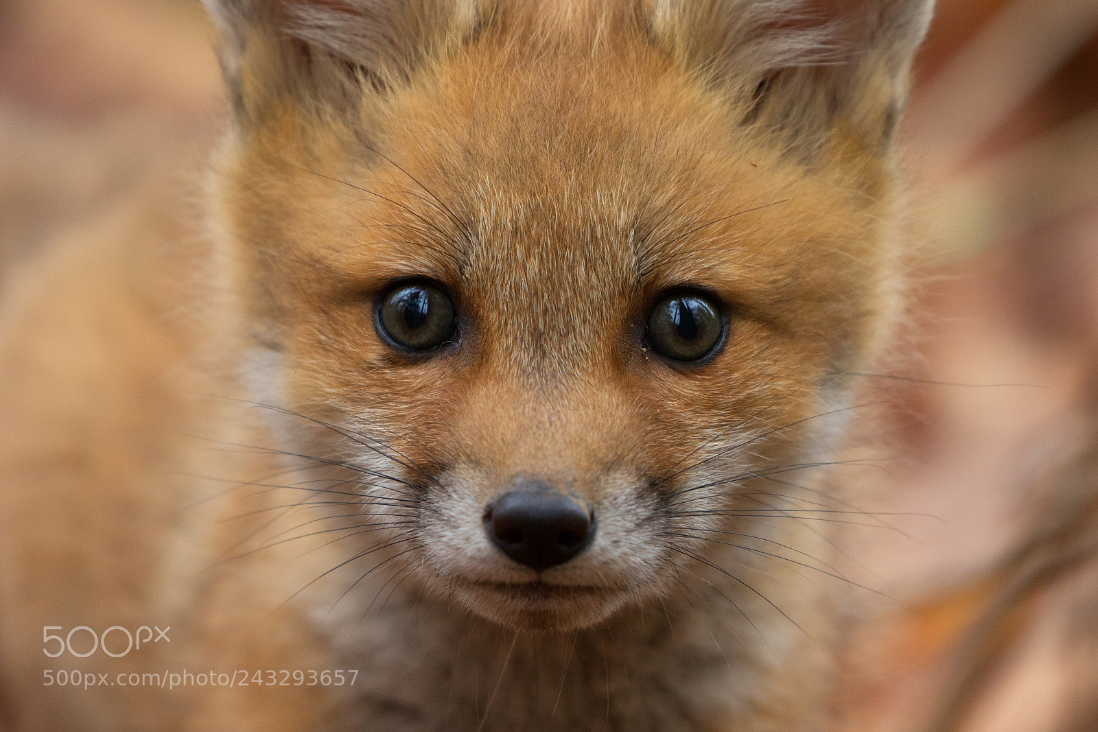 Canon EOS 7D Mark II sample photo. Fox cub close photography