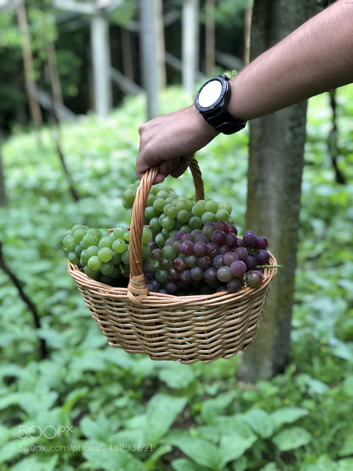 Apple iPhone 8 Plus sample photo. ? photography