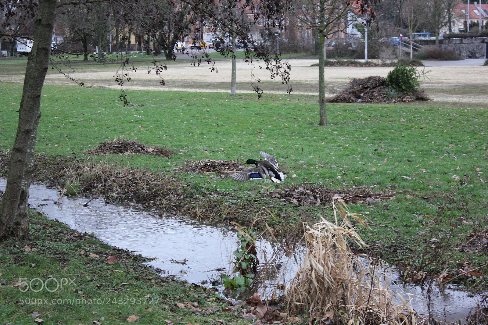 Canon EOS 550D (EOS Rebel T2i / EOS Kiss X4) sample photo. Ente im landeanflug photography
