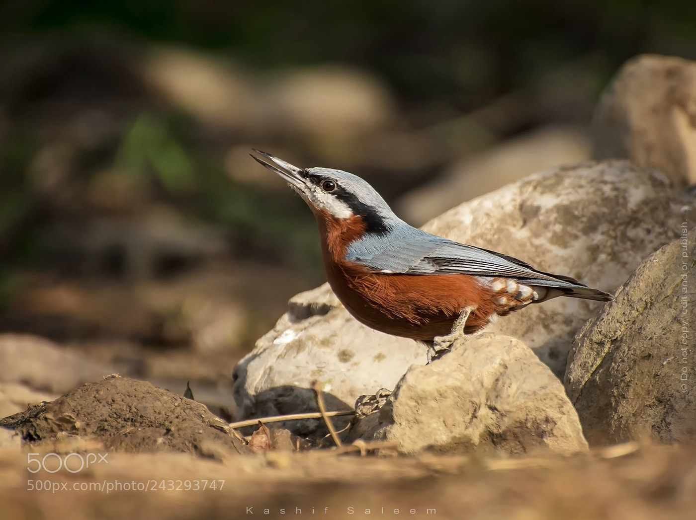 Nikon D7200 sample photo. Nuthatch ~ sittidae photography