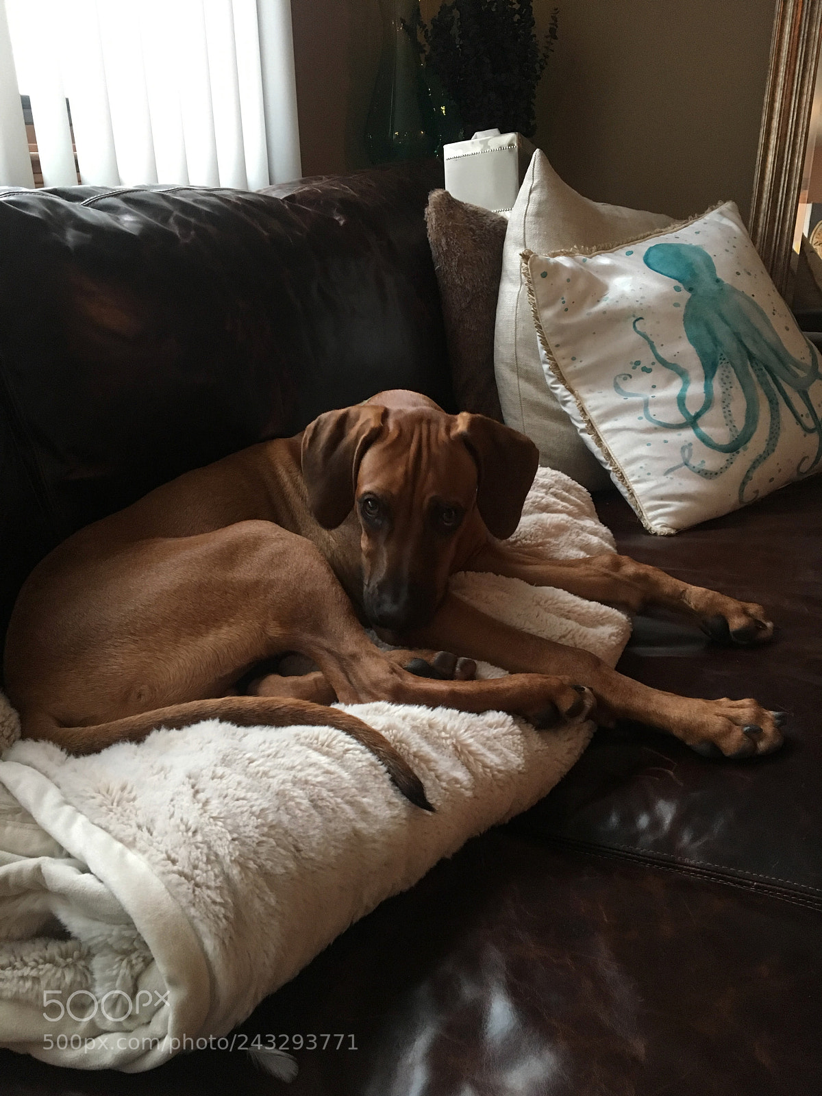 Apple iPhone 6s sample photo. Comfy puppy photography