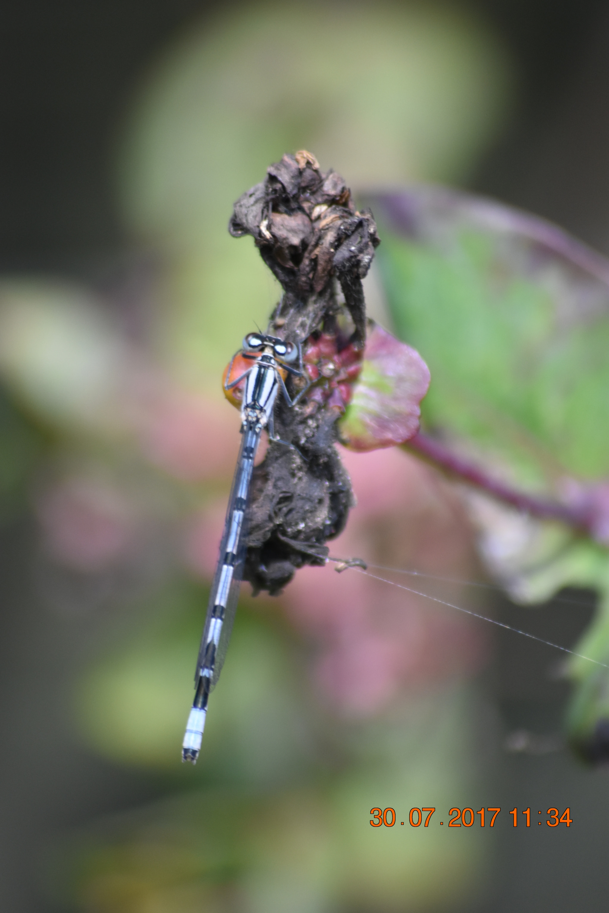 Sigma 70-300mm F4-5.6 APO DG Macro sample photo. Damselfly on a leaf photography