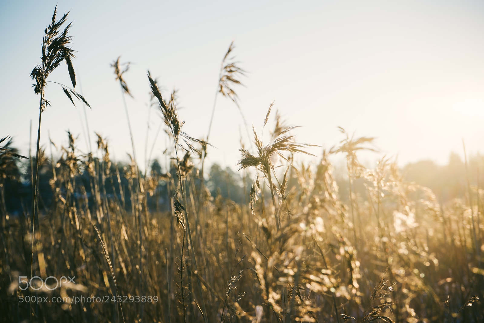 Sony a7 sample photo. Lost in a dreamstate photography