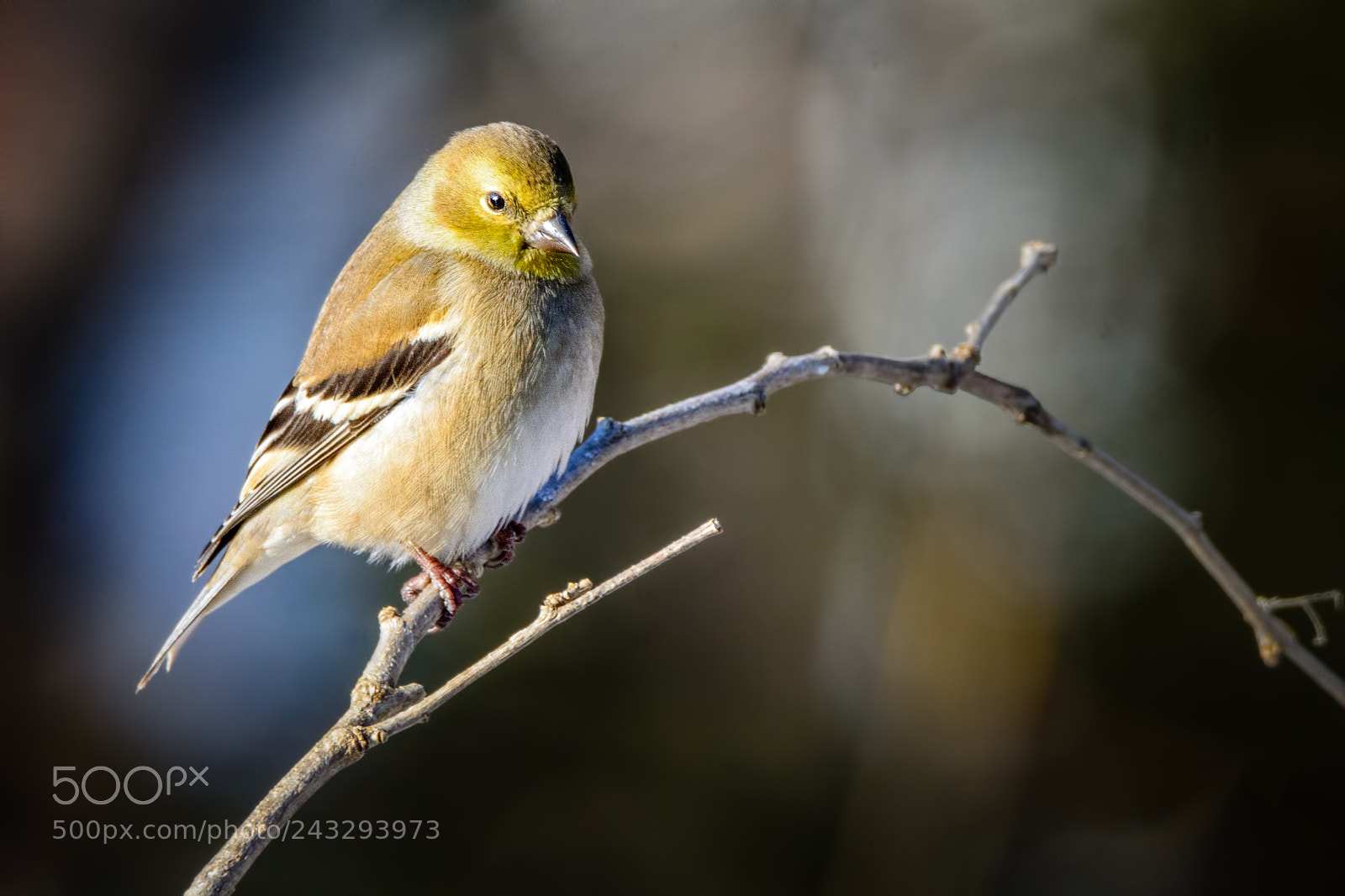 Nikon D7100 sample photo. Winter gold photography