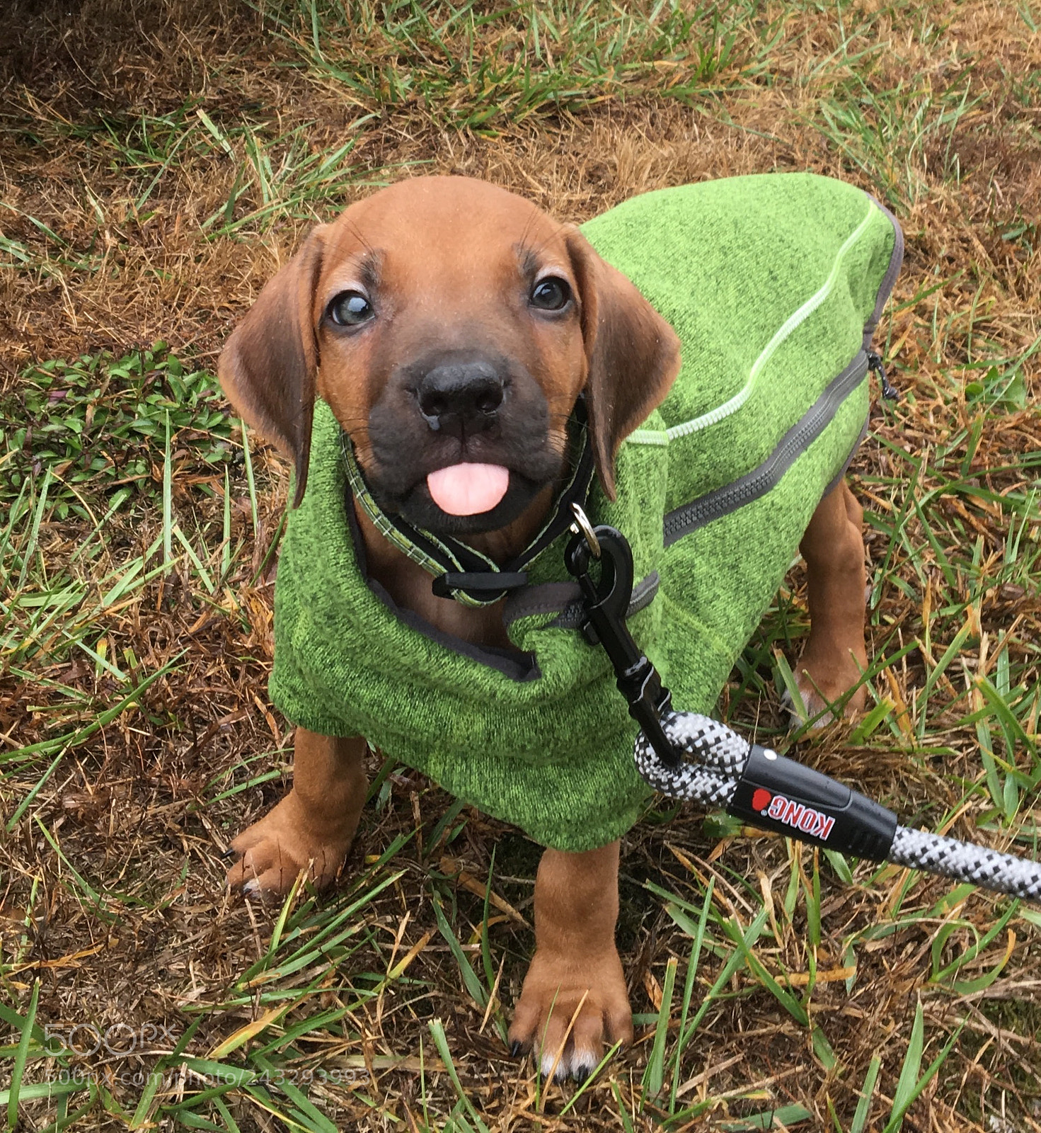 Apple iPhone 6s sample photo. Brand new puppy photography