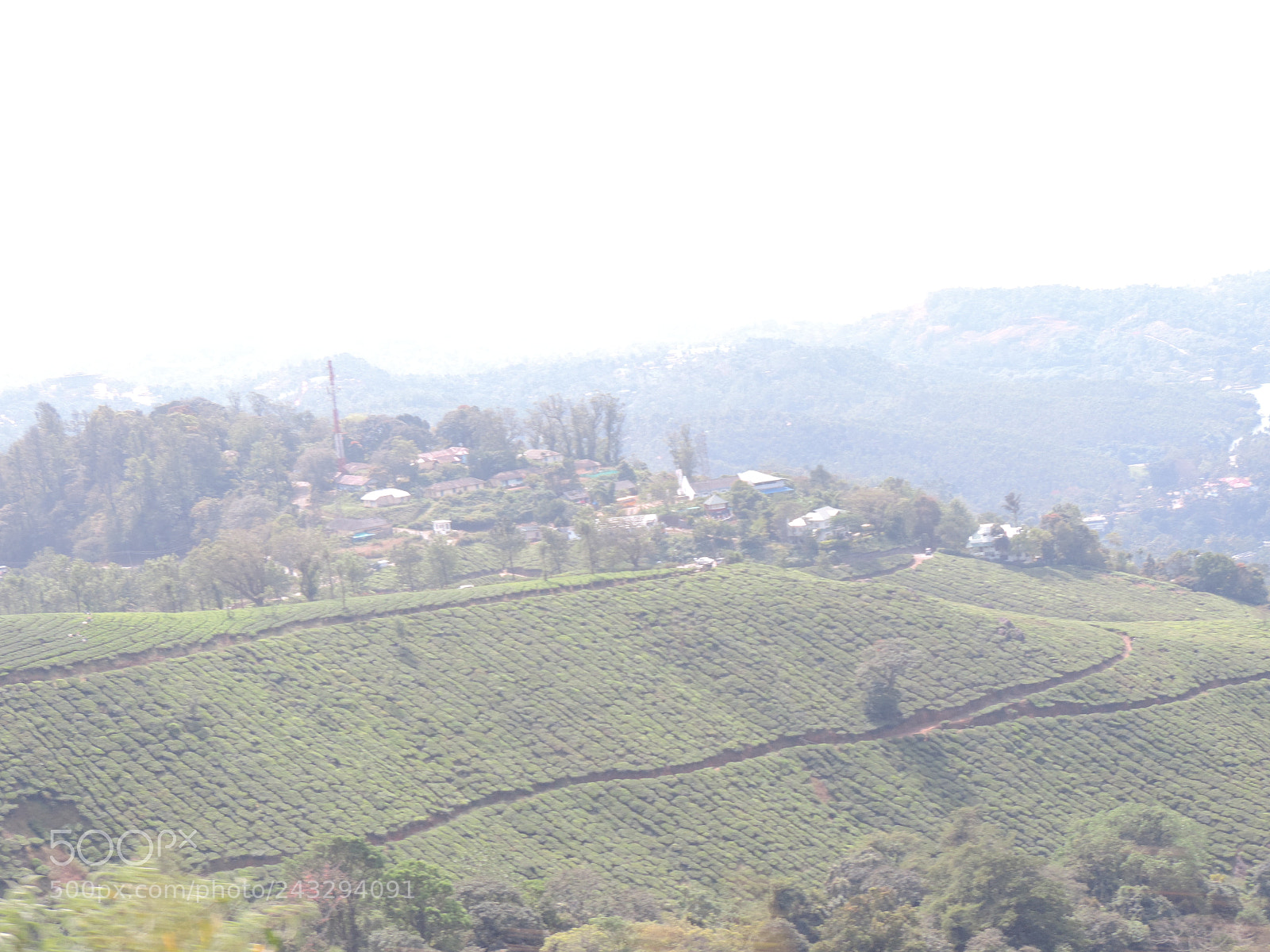 Nikon Coolpix P520 sample photo. Tea garden munnar photography