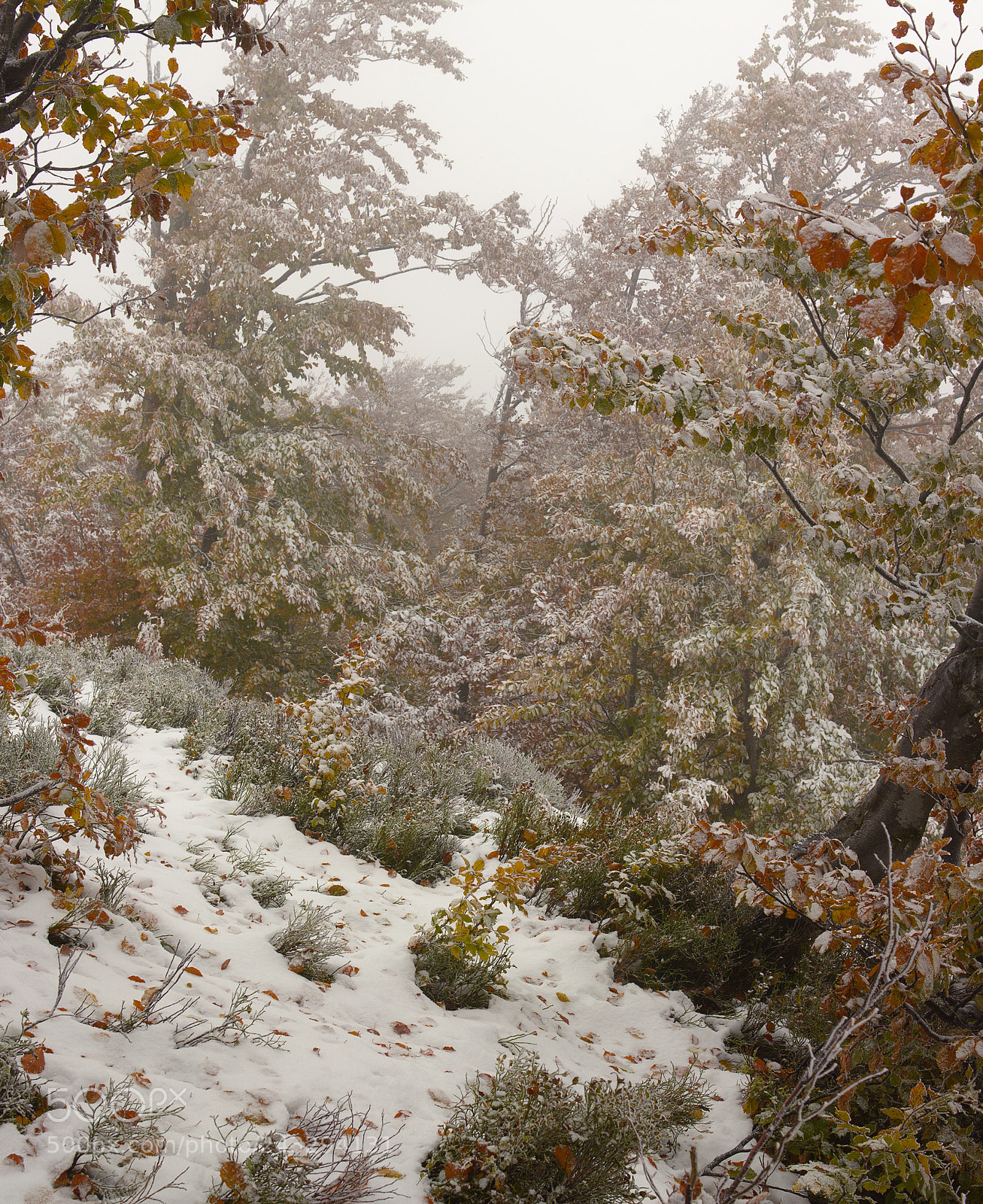 Nikon D7100 sample photo. Autumn snow photography