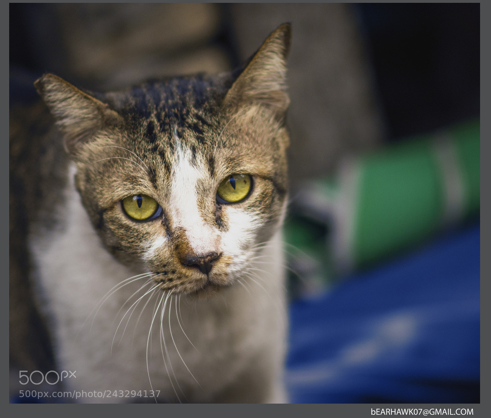 Nikon D7200 sample photo. Joj photography