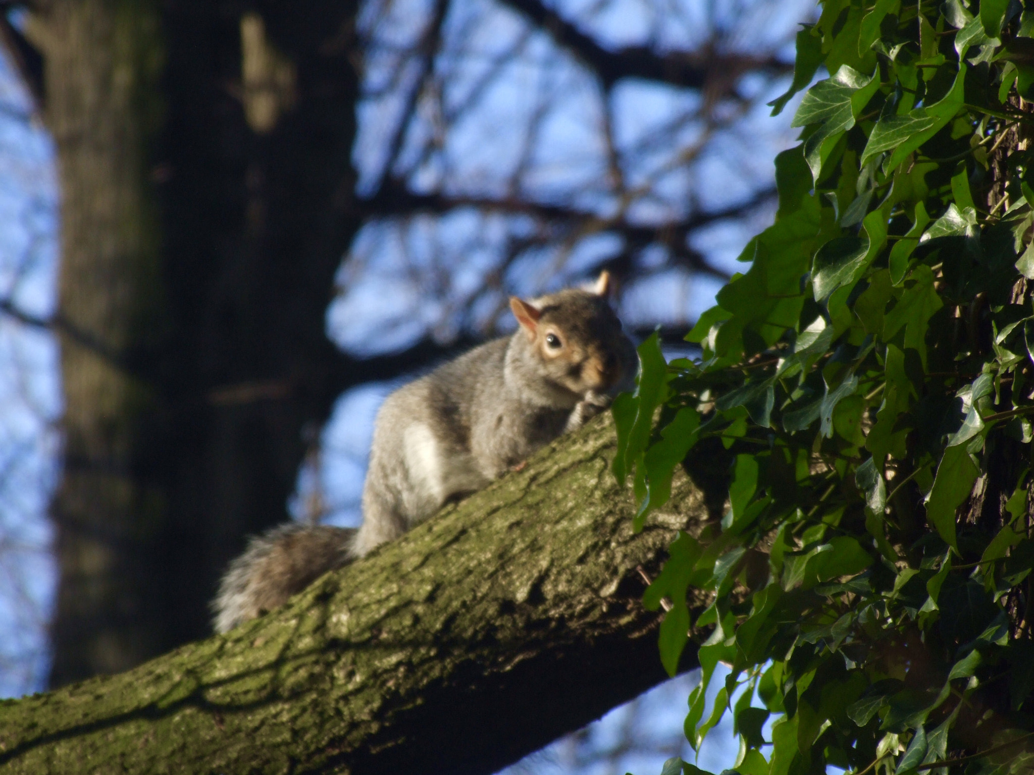 Fujifilm FinePix S9500 sample photo. Squirrel in a tree photography