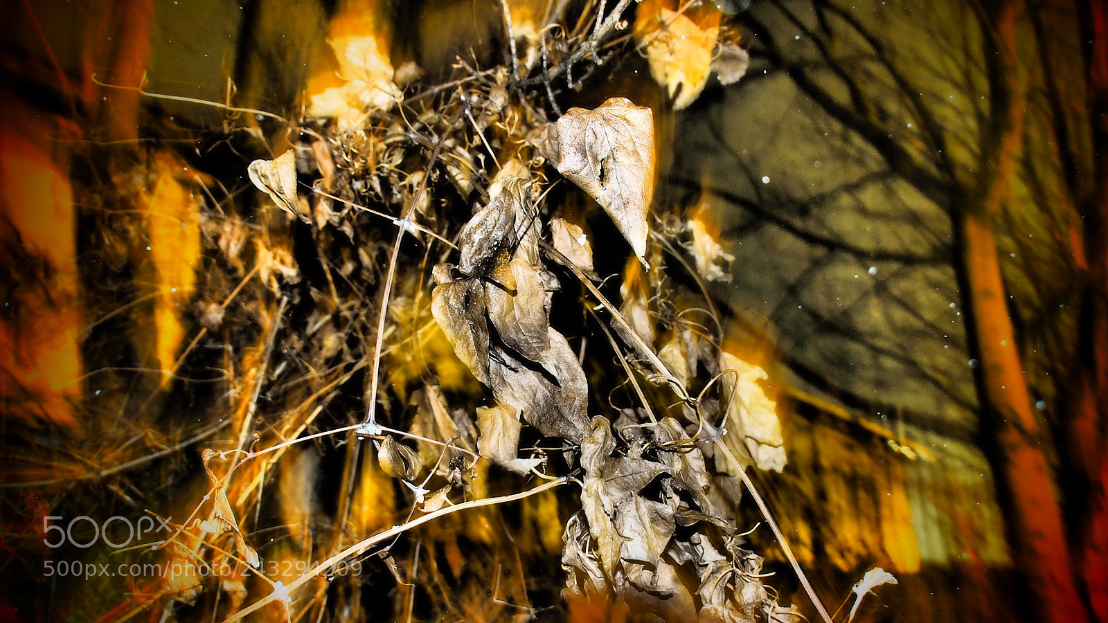 Olympus OM-D E-M10 sample photo. Winter leaves the bus photography