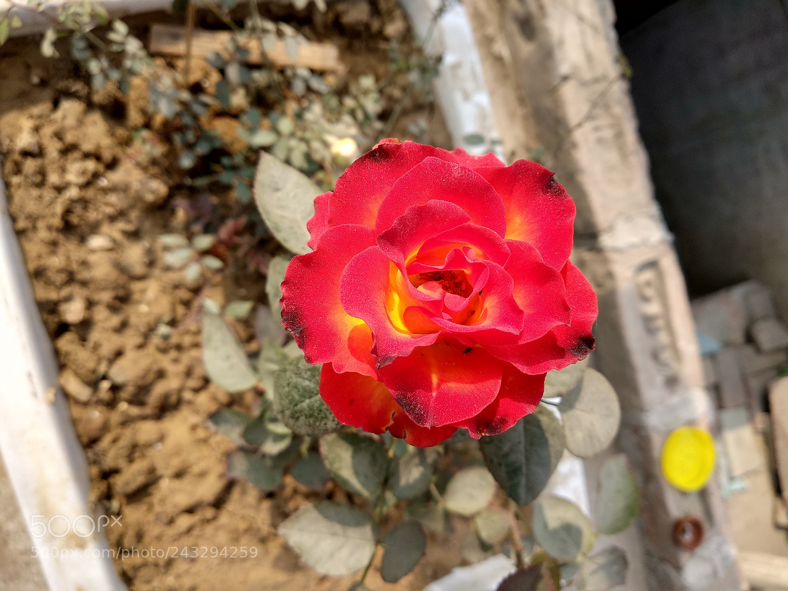 Xiaomi Mi A1 sample photo. Rose from above. photography