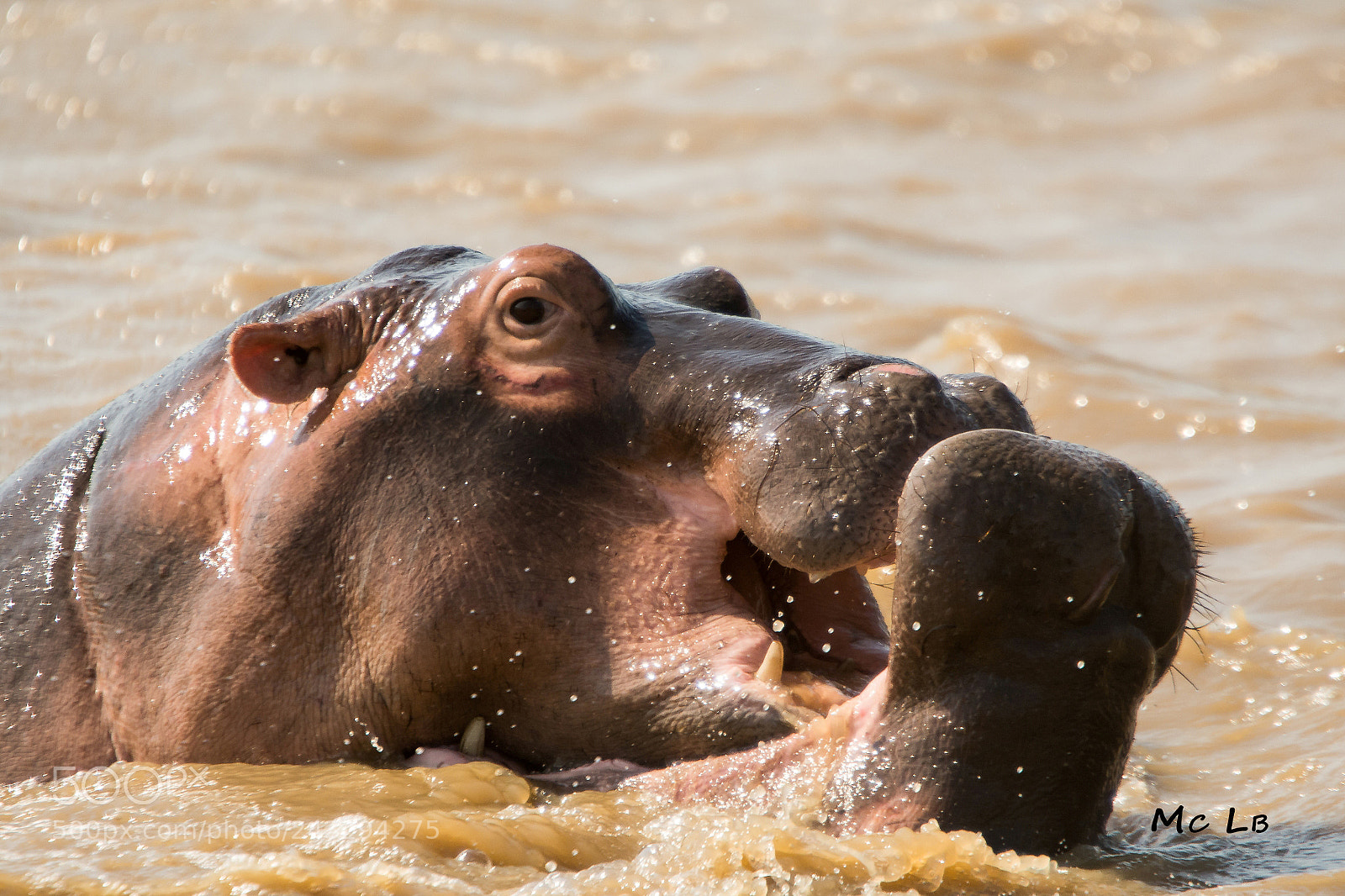 Nikon D7100 sample photo. Jeux d'hippo - lac photography